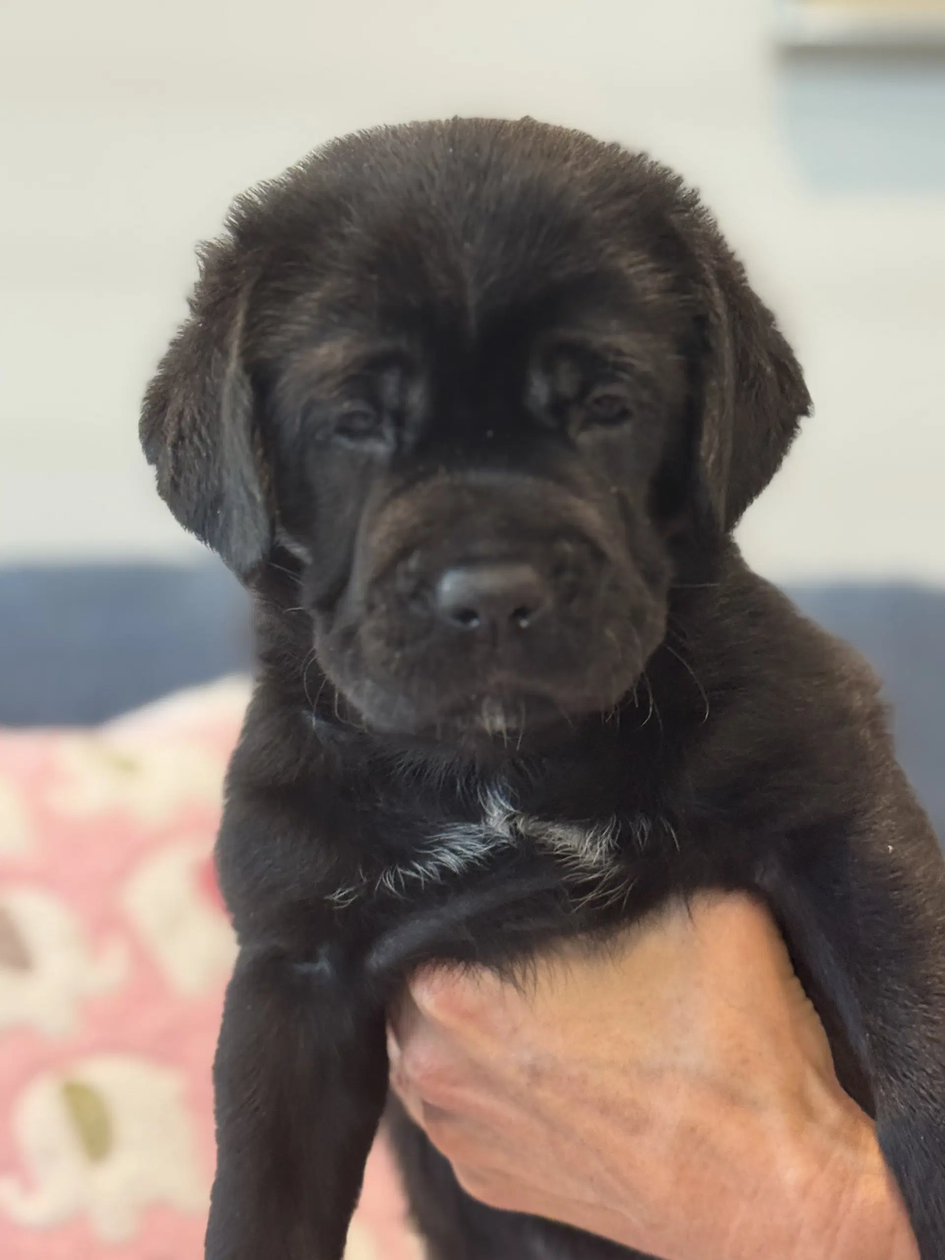 Charlotte's Puppy Lily image 3