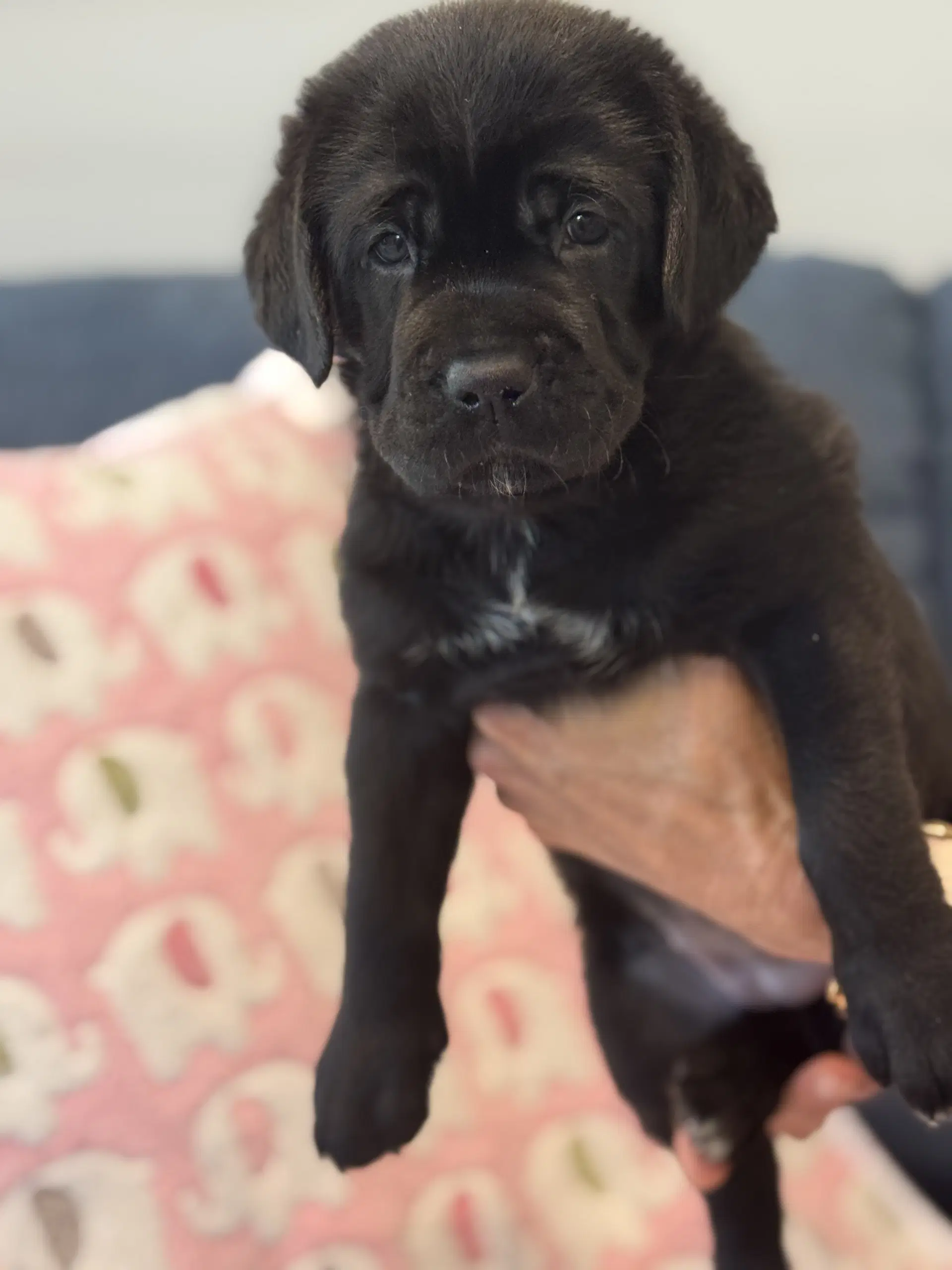 Charlotte's Puppy Lily image 4