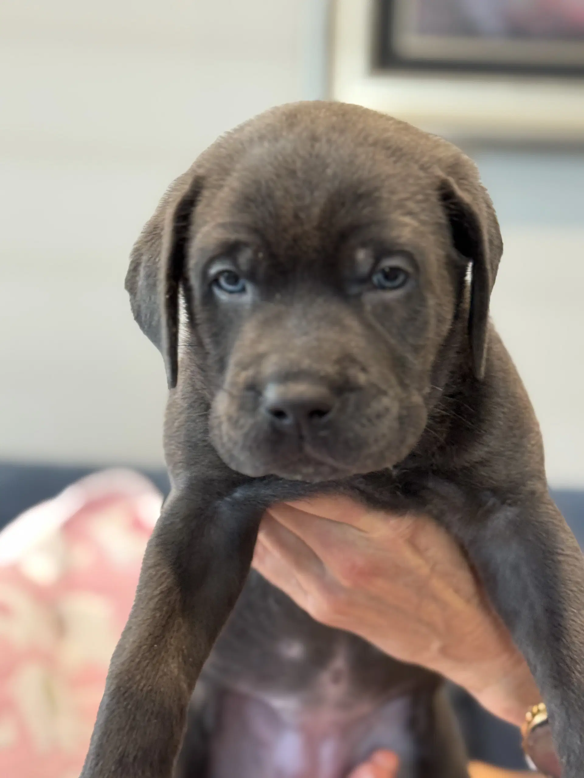 Charlotte's Puppy Tiki - Labrador Retriever