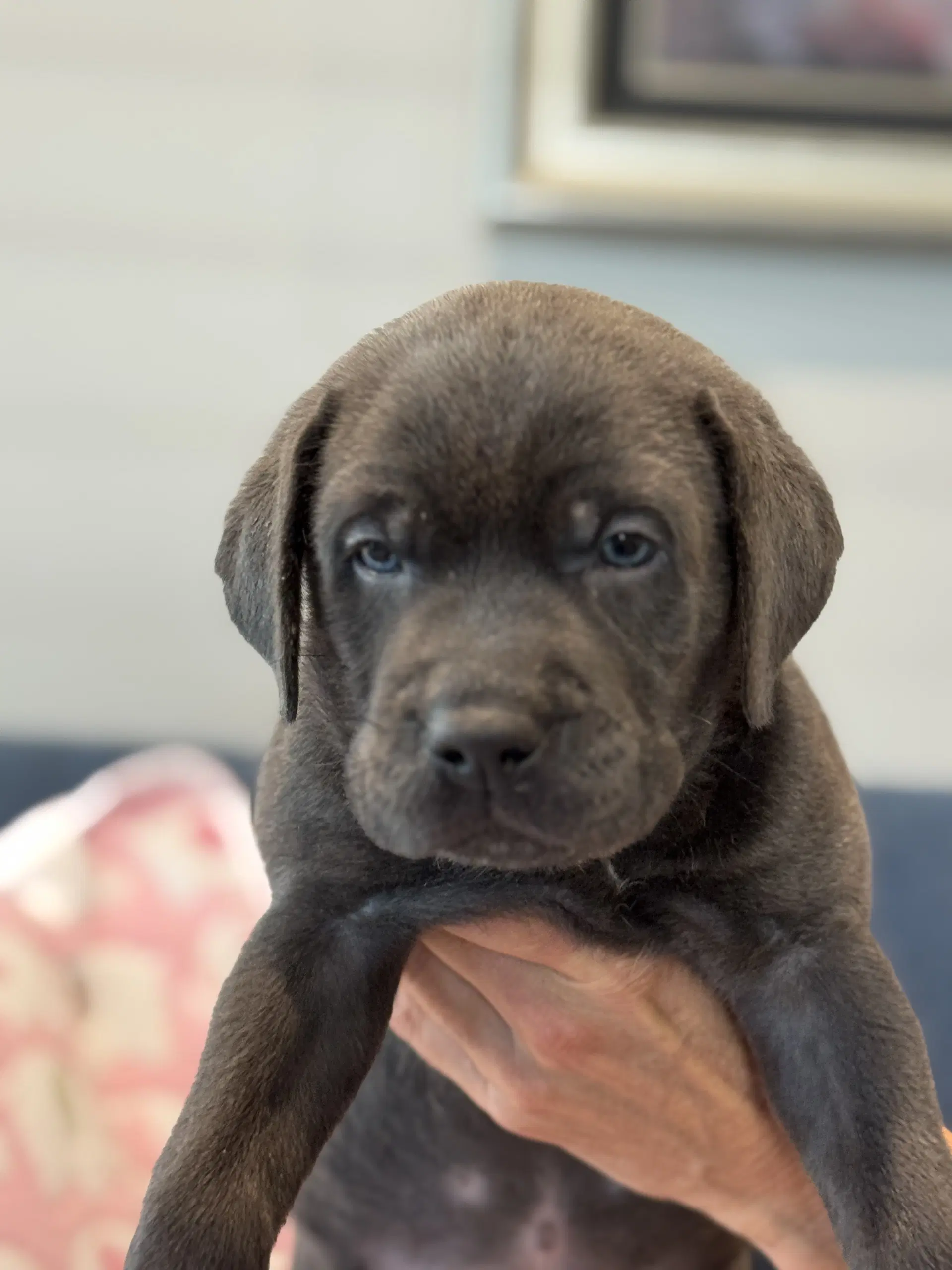 Charlotte's Puppy Tiki image 2
