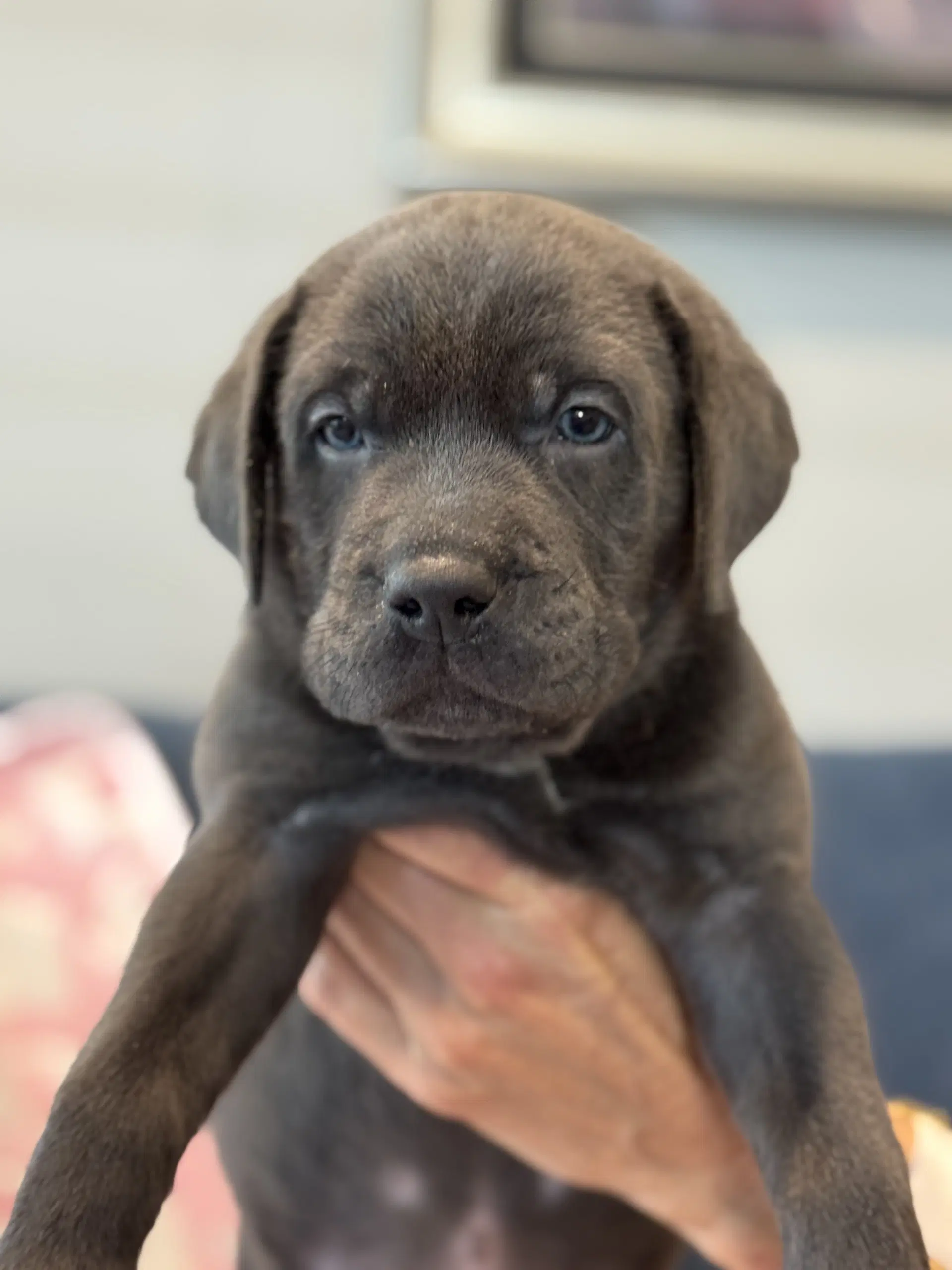 Charlotte's Puppy Tiki image 3