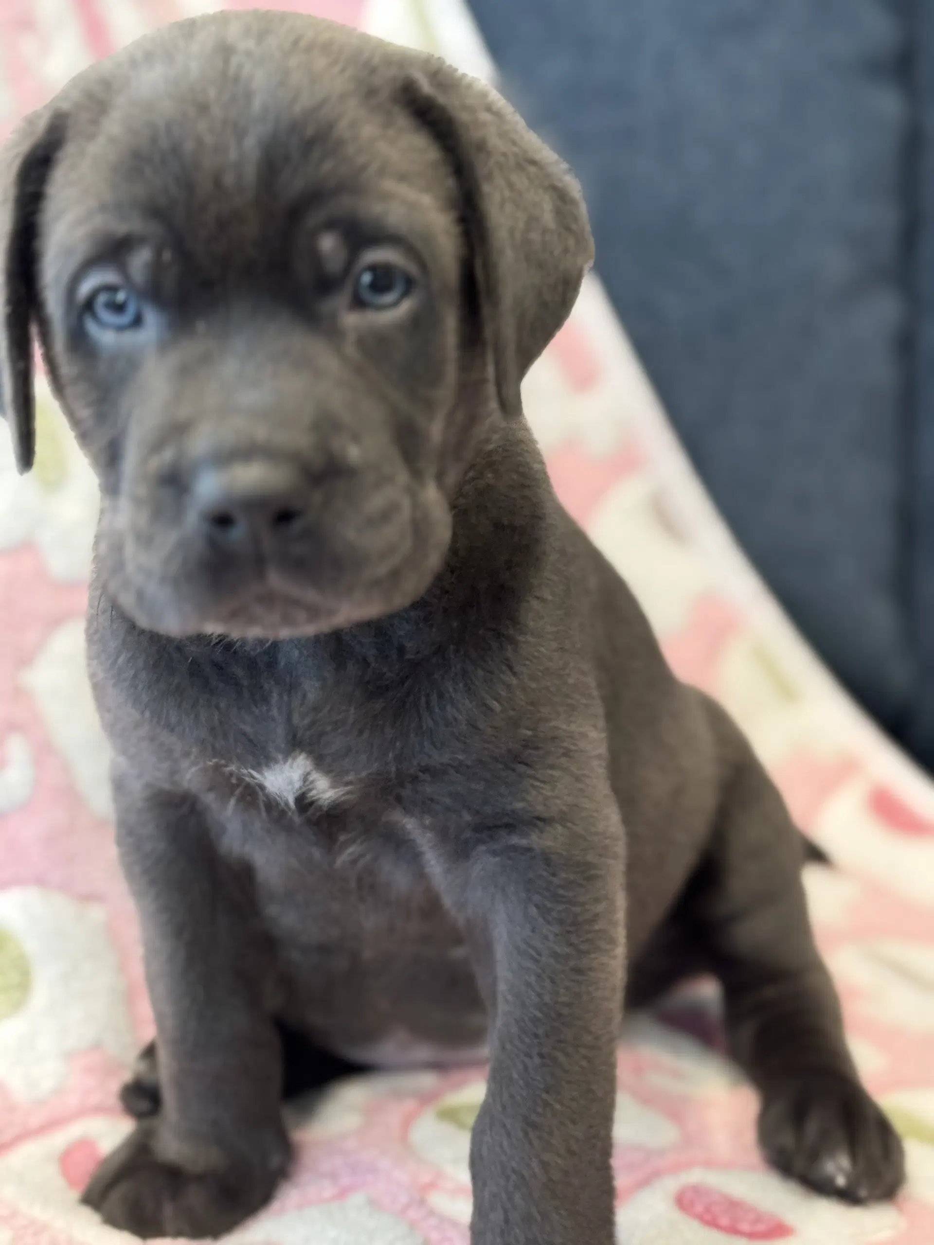 Charlotte's Puppy Tiki image 4