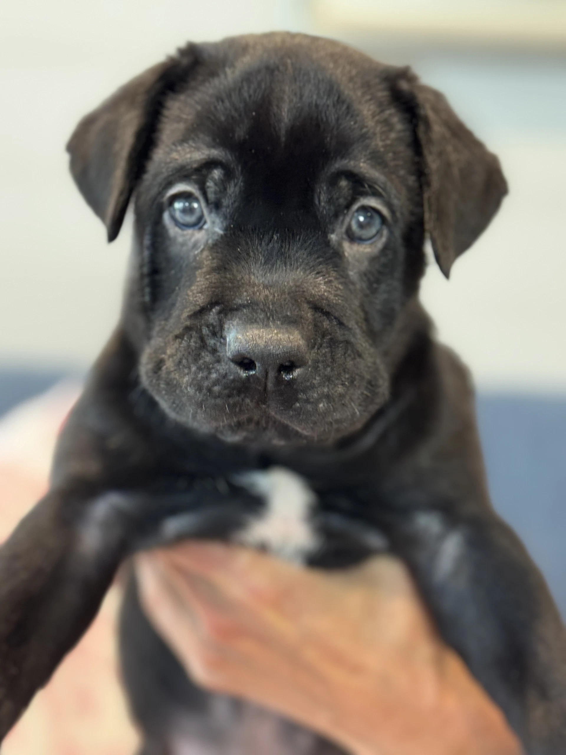 Charlotte's Puppy Charlie