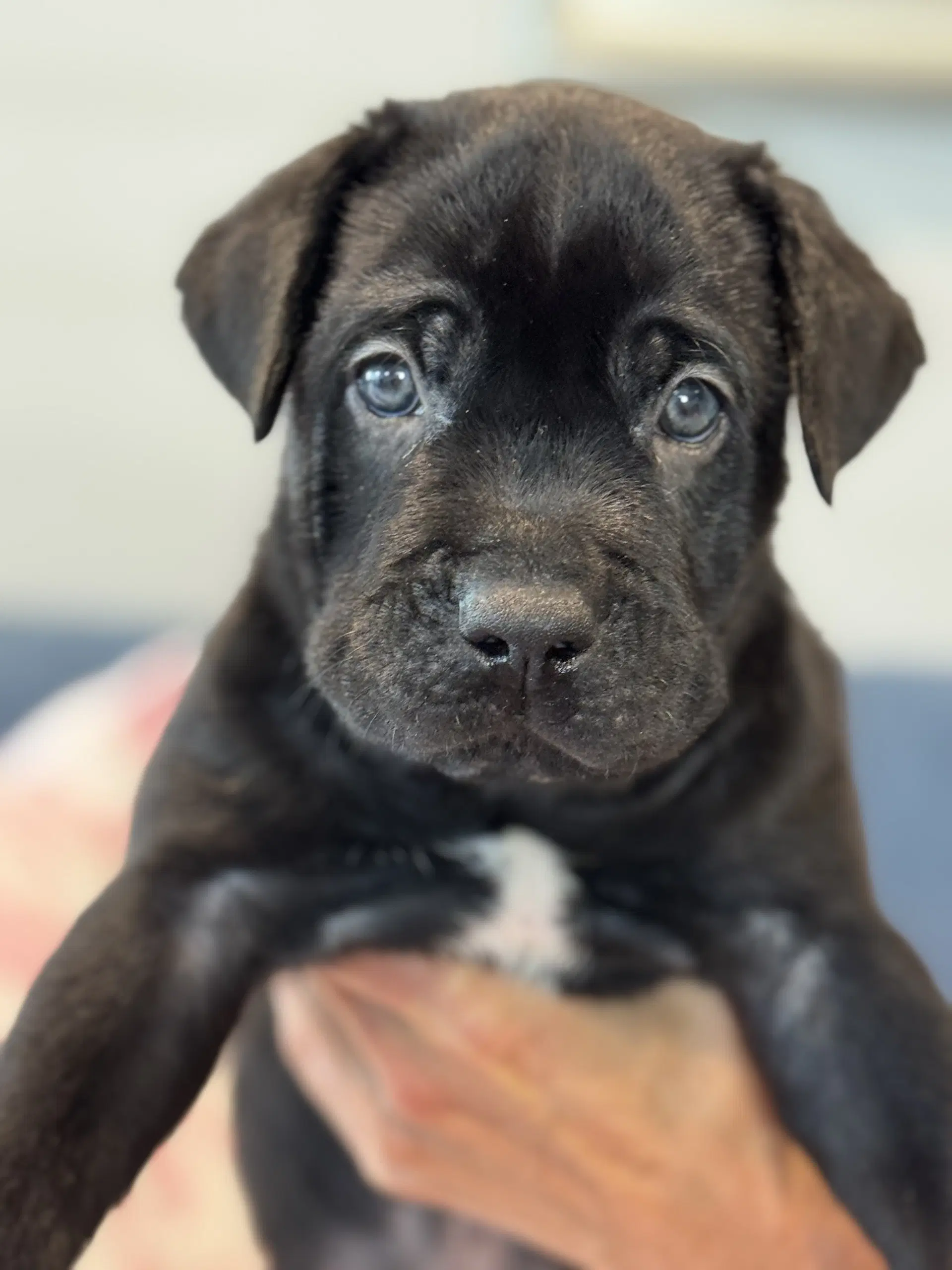 Charlotte's Puppy Charlie image 2
