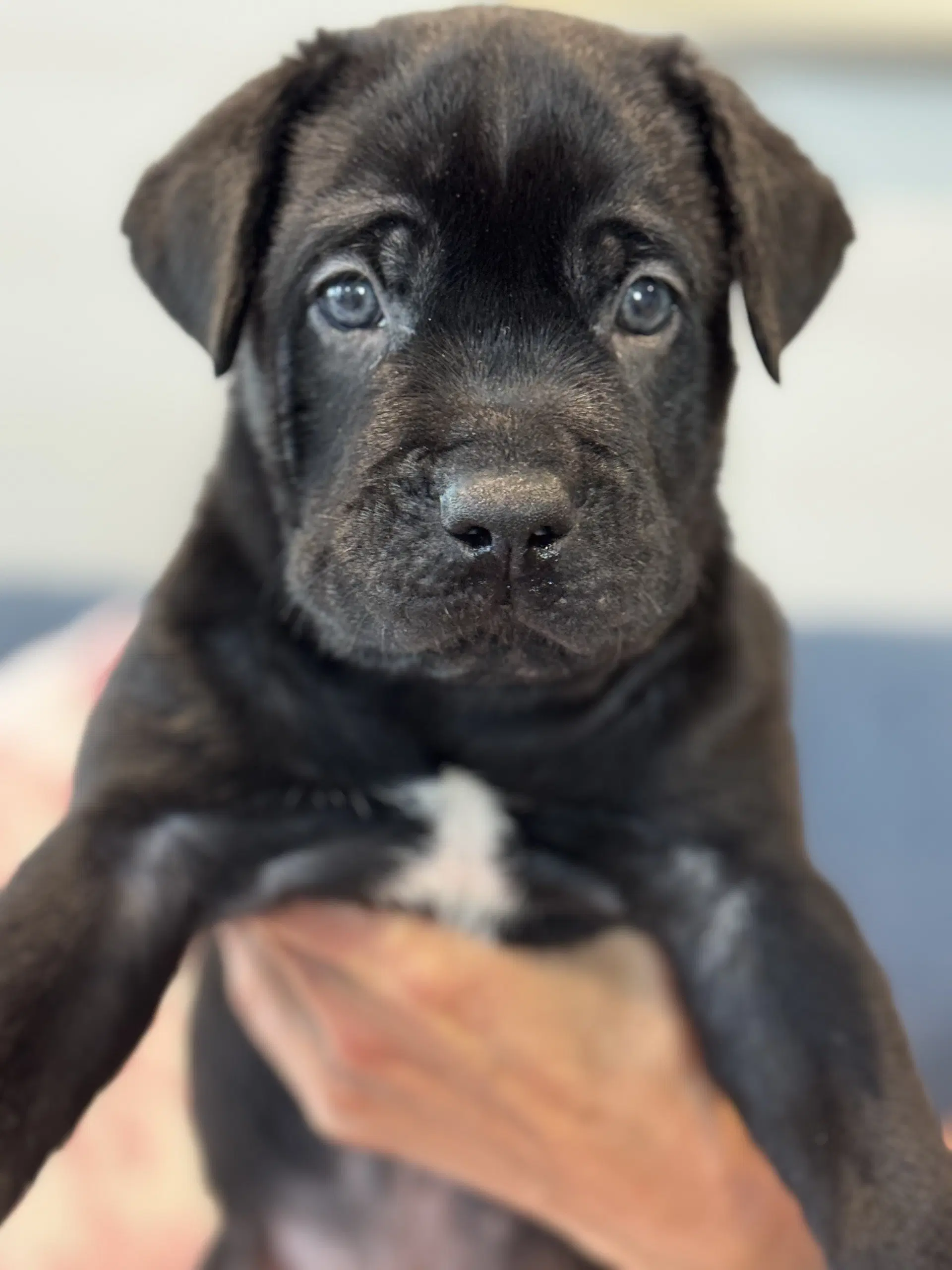 Charlotte's Puppy Charlie image 3