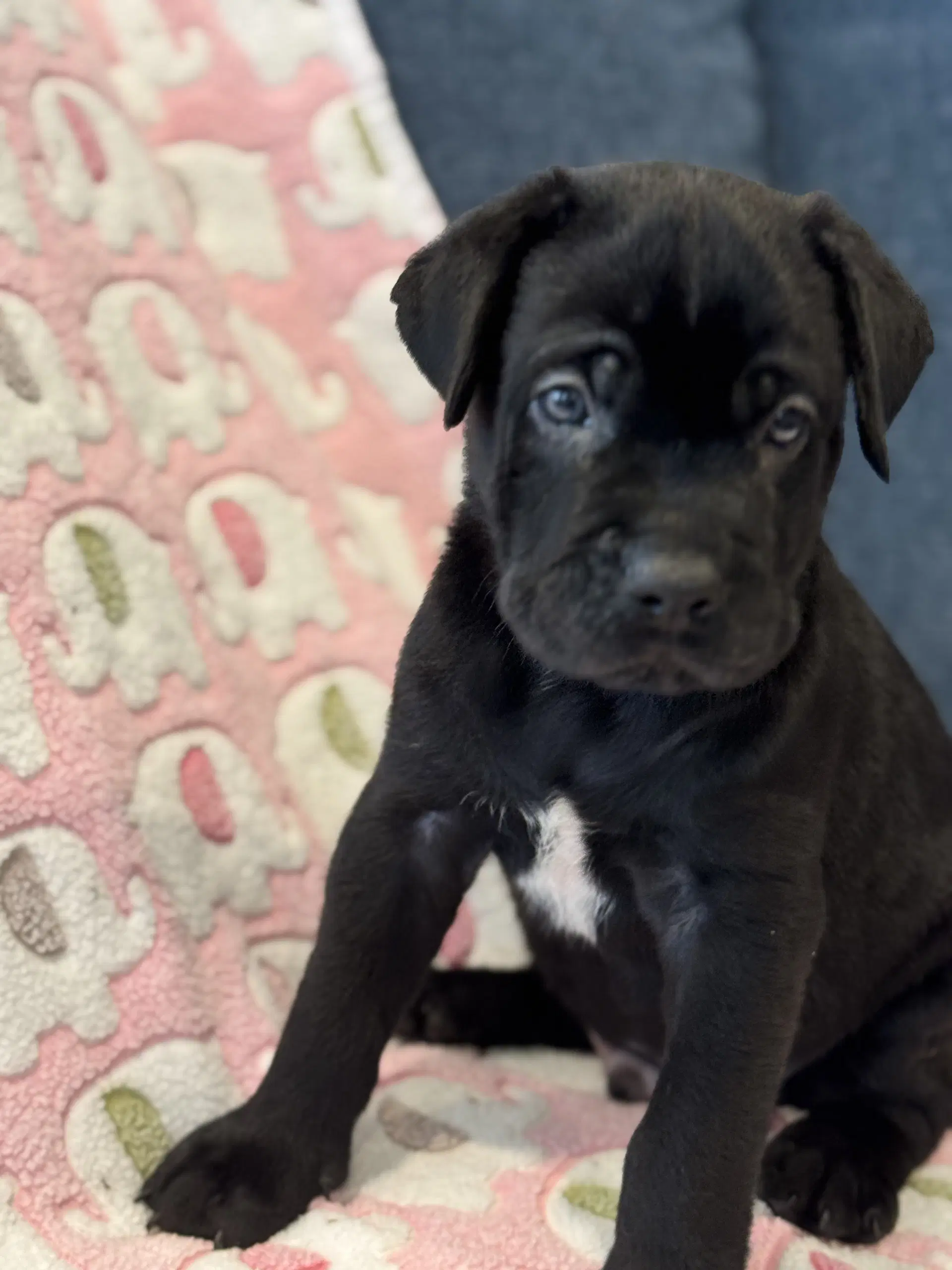 Charlotte's Puppy Charlie image 4