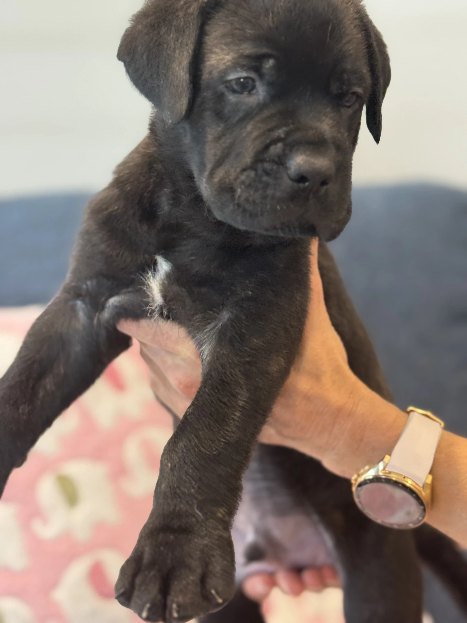 Charlotte's Puppy Tucker
