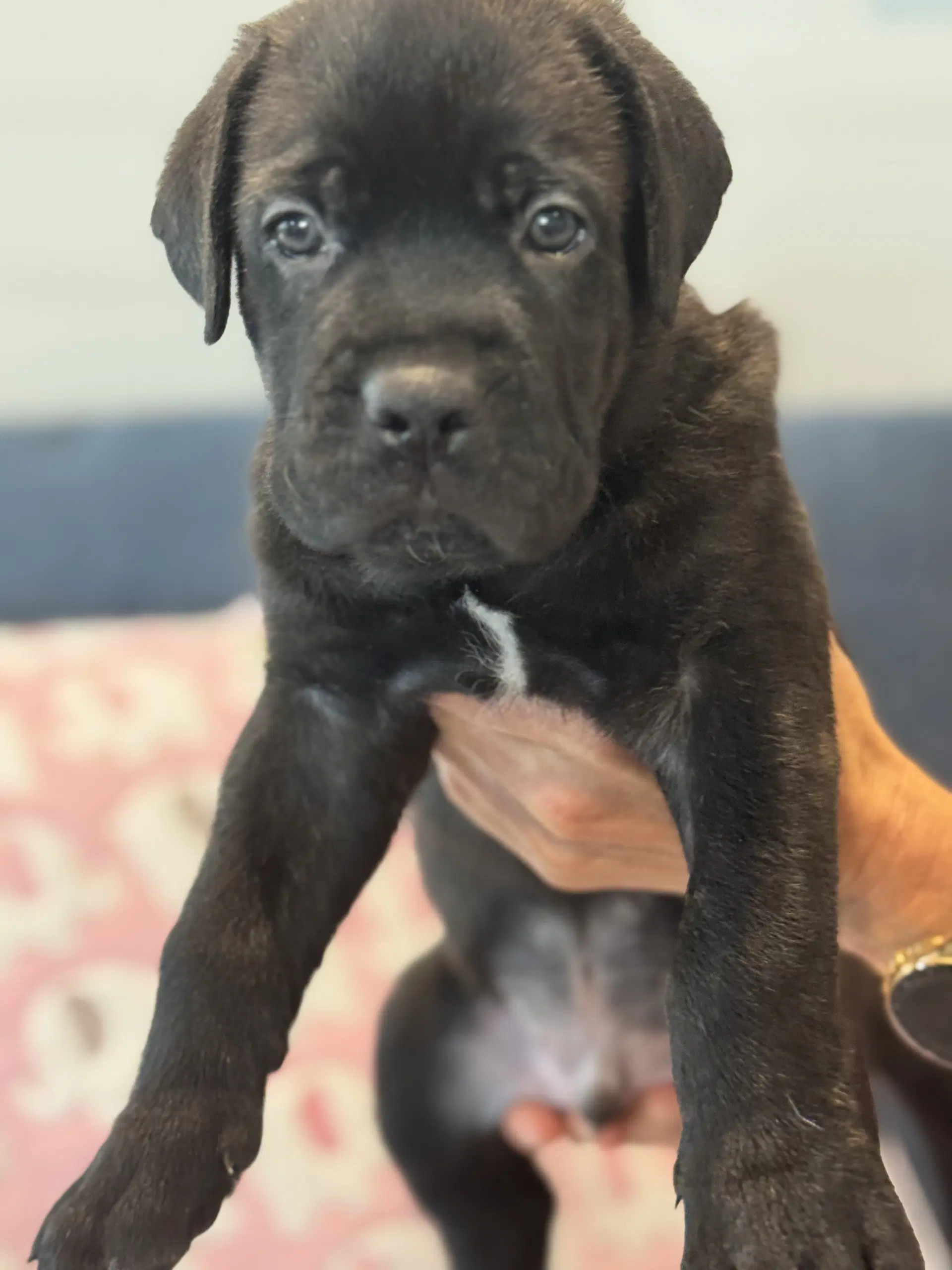 Charlotte's Puppy Tucker image 2