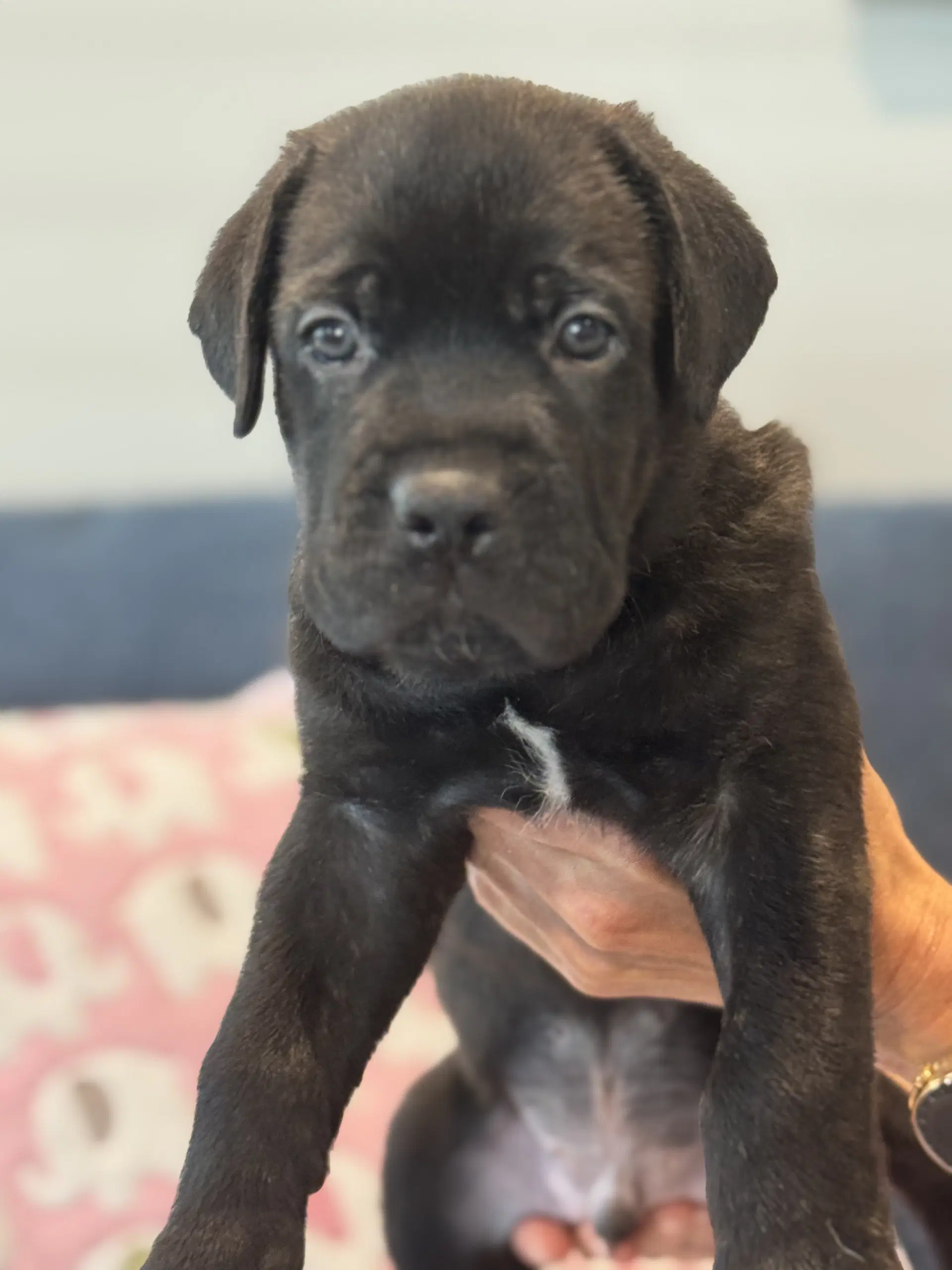 Charlotte's Puppy Tucker image 3