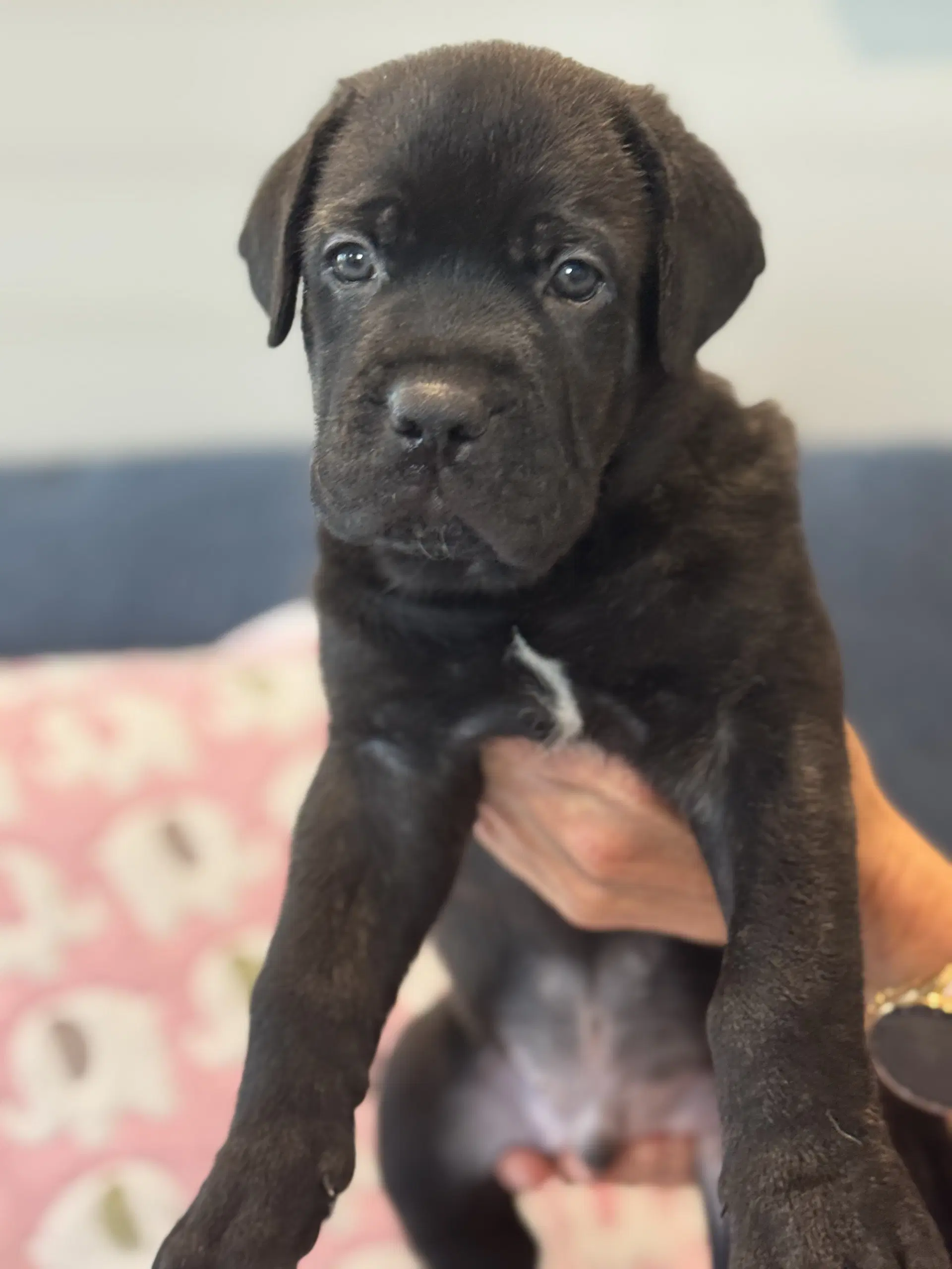 Charlotte's Puppy Tucker image 4