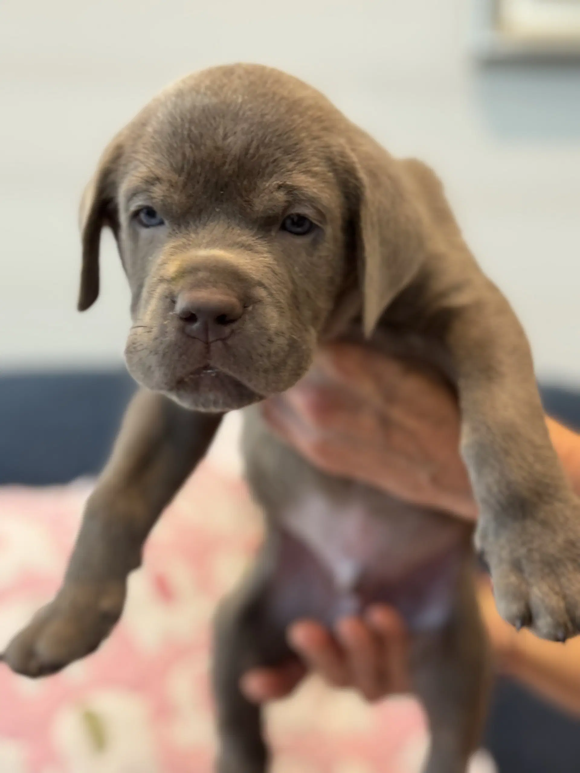 Charlotte's Puppy Greyson - Labrador Retriever