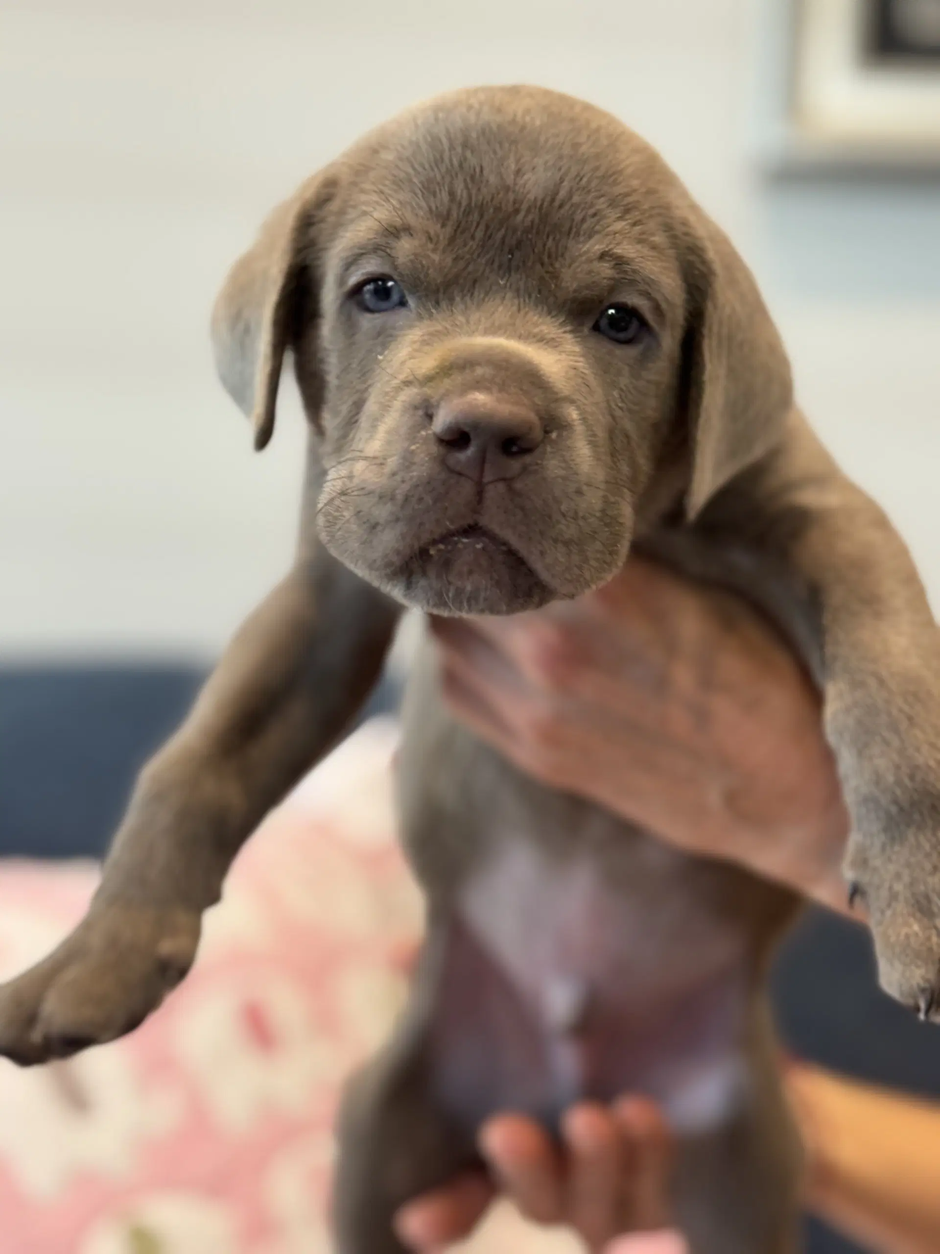 Charlotte's Puppy Greyson image 2