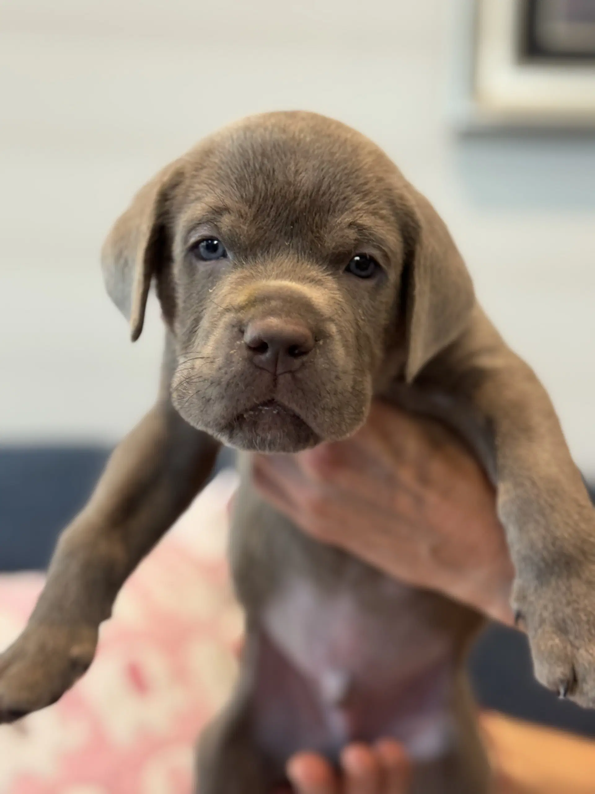 Charlotte's Puppy Greyson image 3