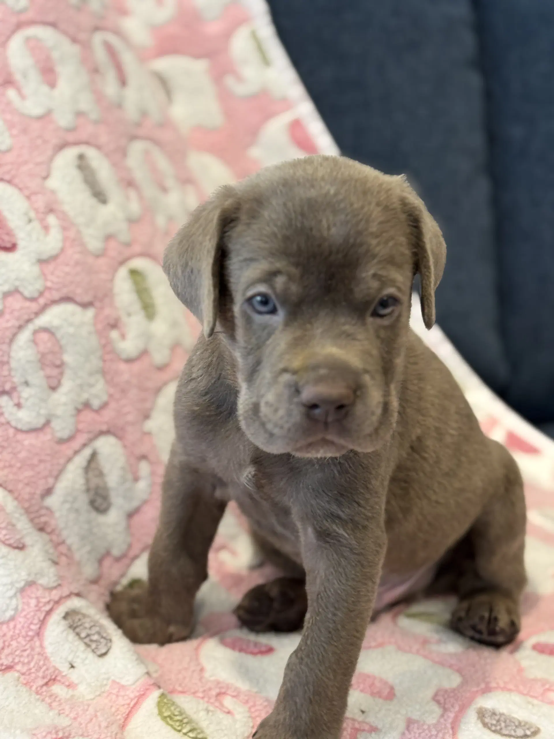 Charlotte's Puppy Greyson image 4