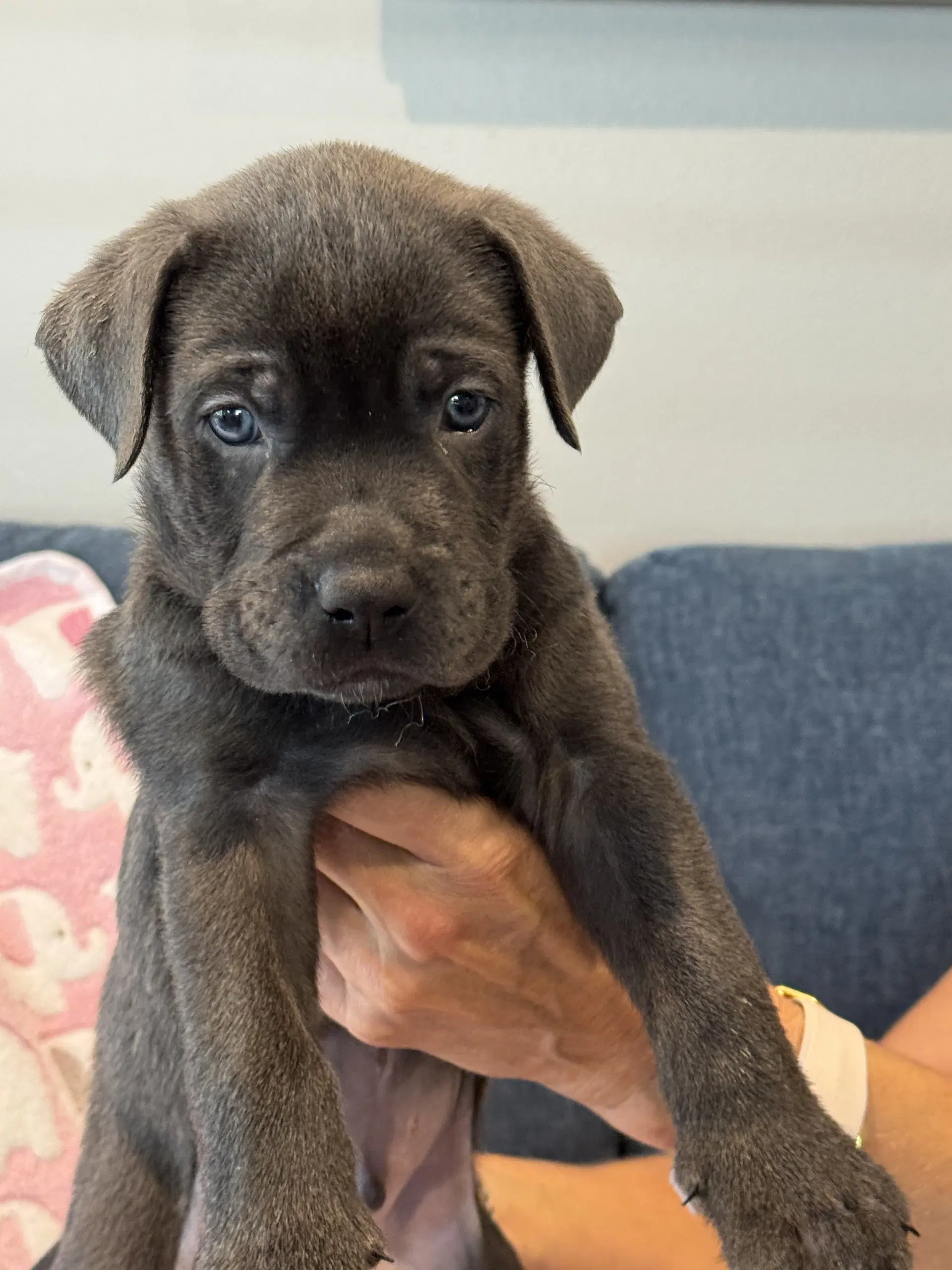 Charlotte's Puppy Noah - Labrador Retriever
