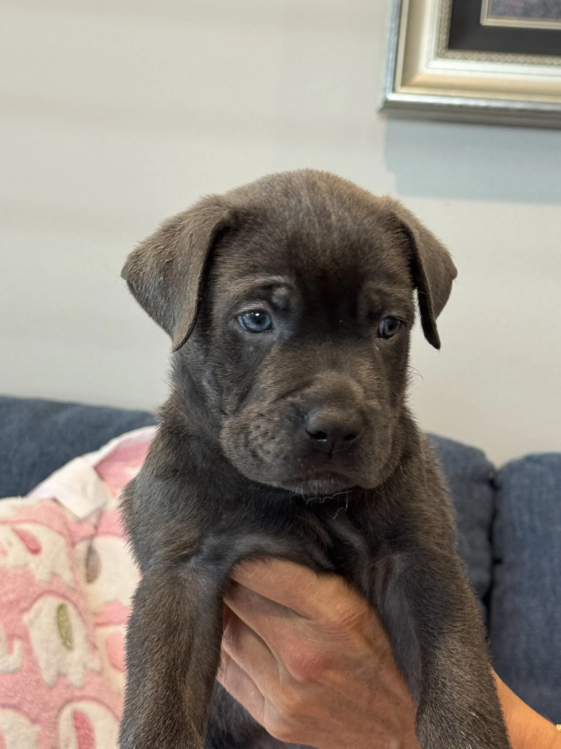 Charlotte's Puppy Noah image 2