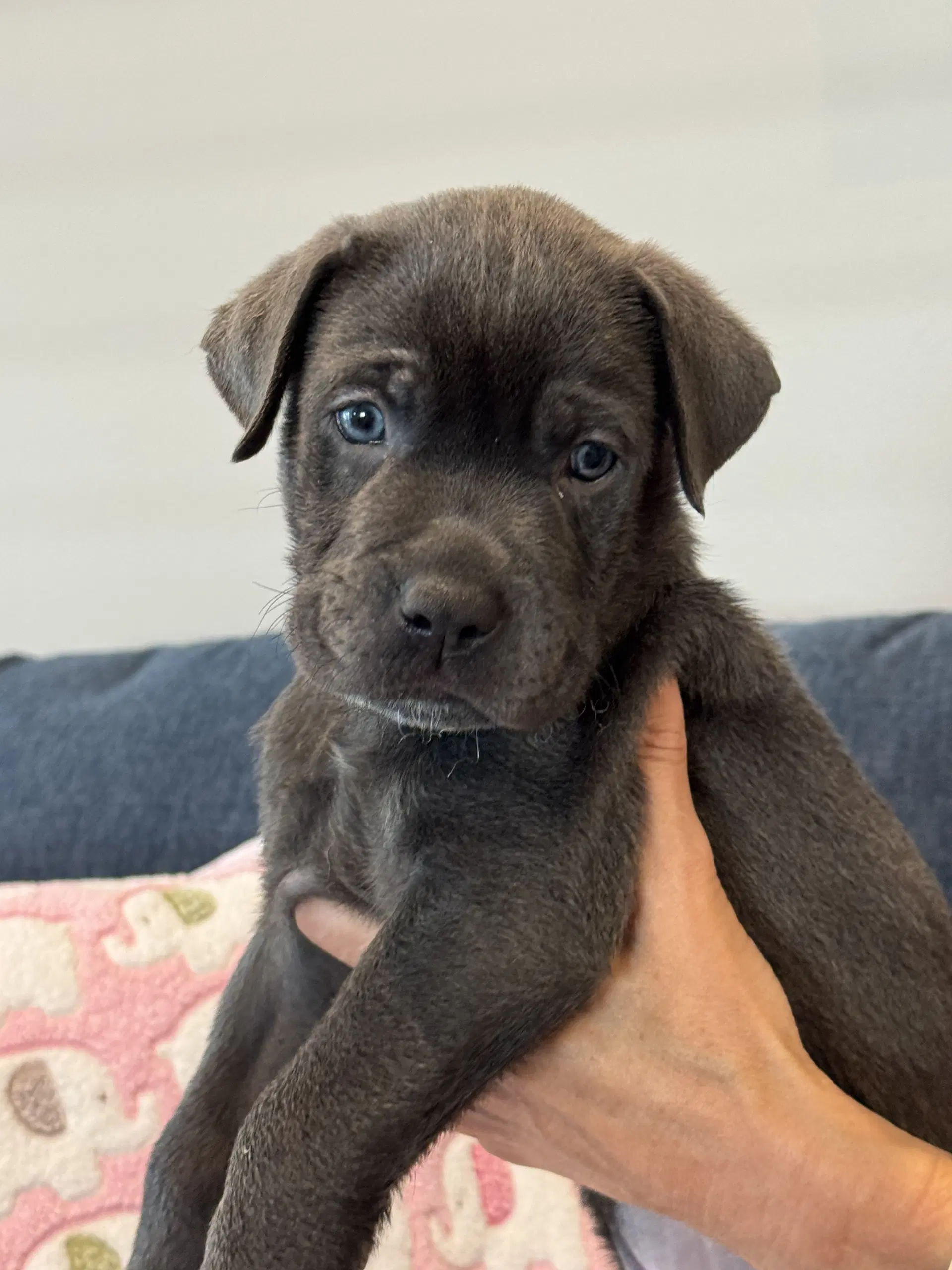 Charlotte's Puppy Noah image 3