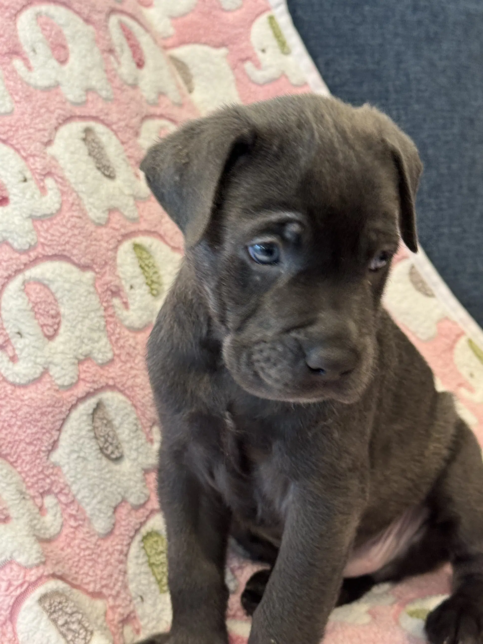 Charlotte's Puppy Noah image 4