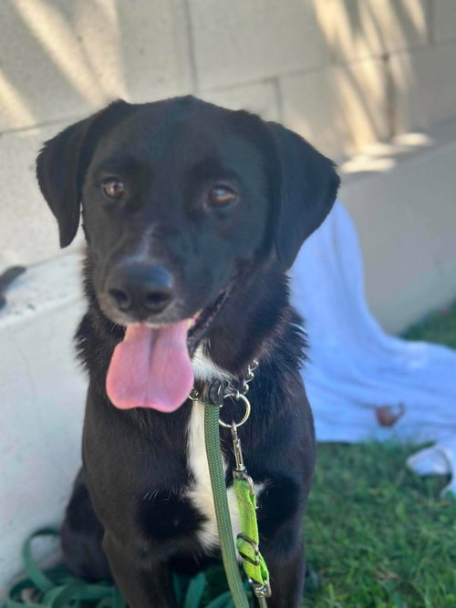 picture of the dog needing adoption