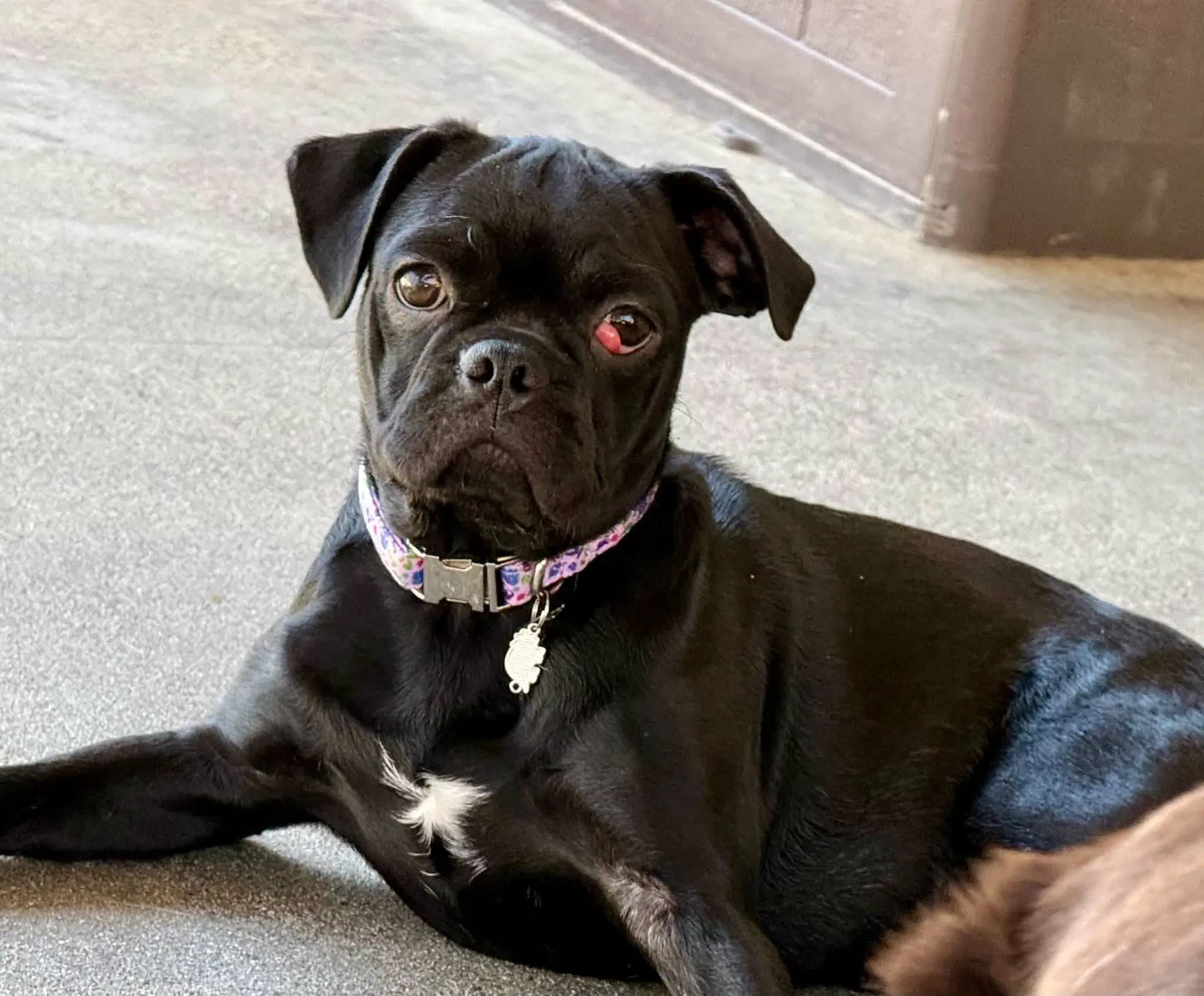 Gianna - Pug