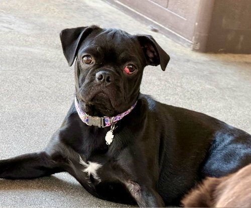 picture of the dog needing adoption