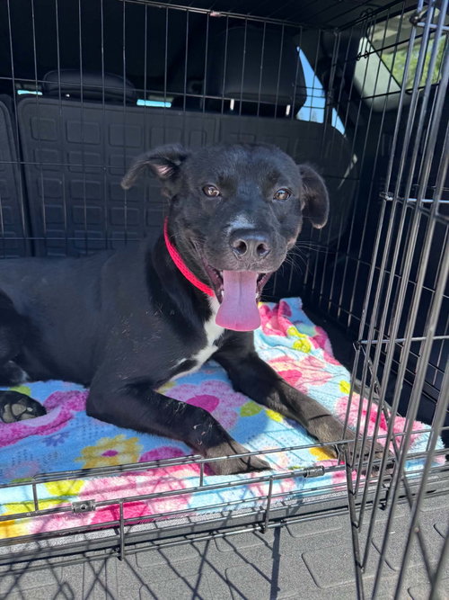 picture of the dog needing adoption