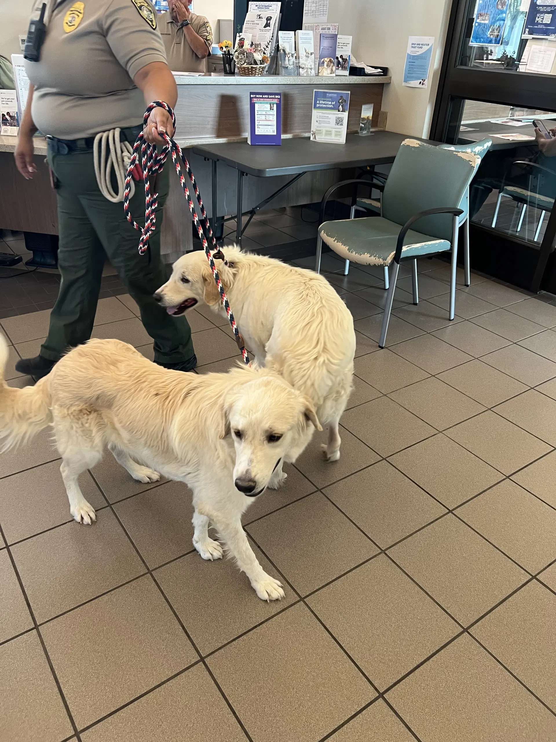 Maya - Golden Retriever