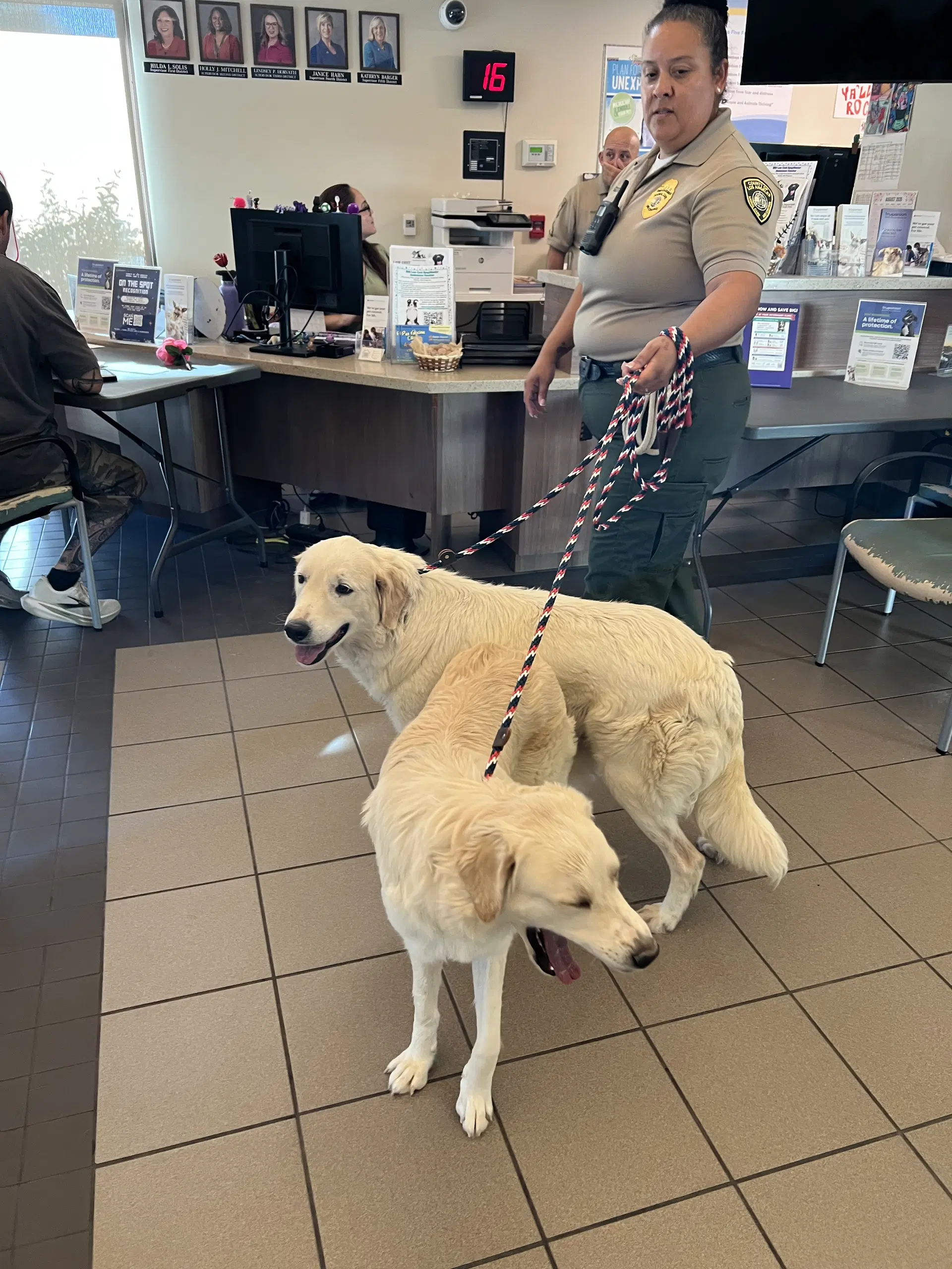 Kaya - Golden Retriever