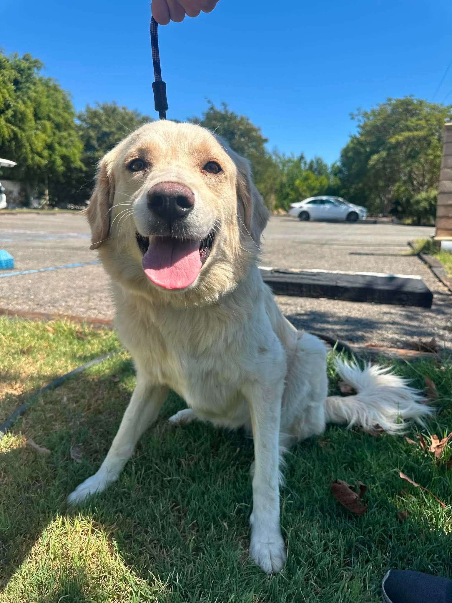 Kaya - Golden Retriever