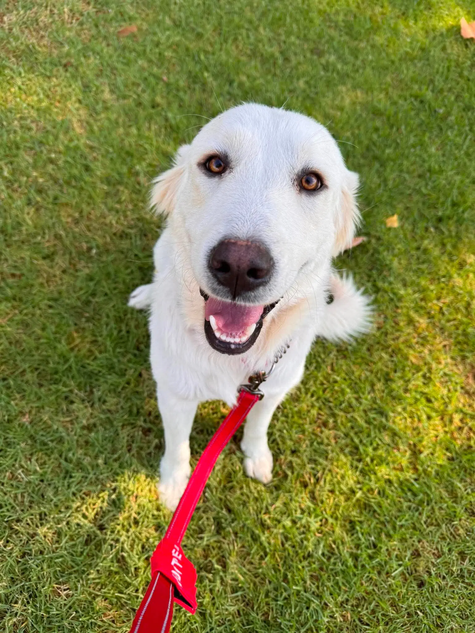 Ethel - Golden Retriever