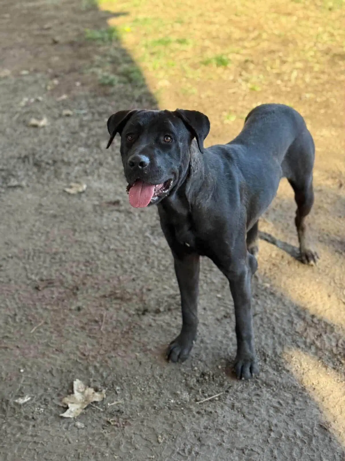 Jesse - Labrador Retriever