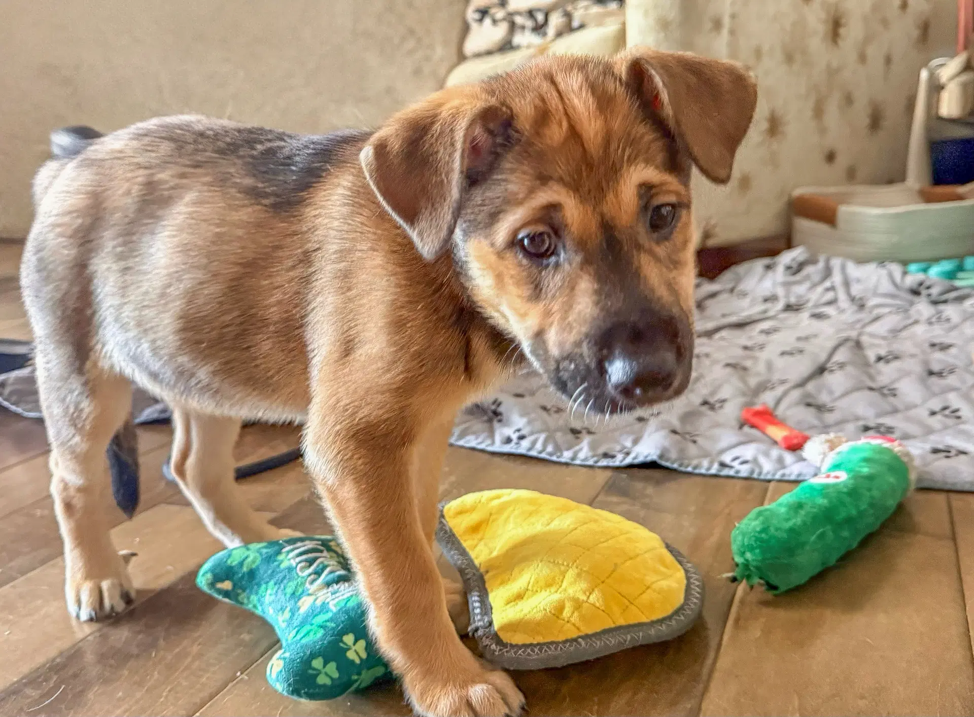 Emmas Cricket - Cattle Dog