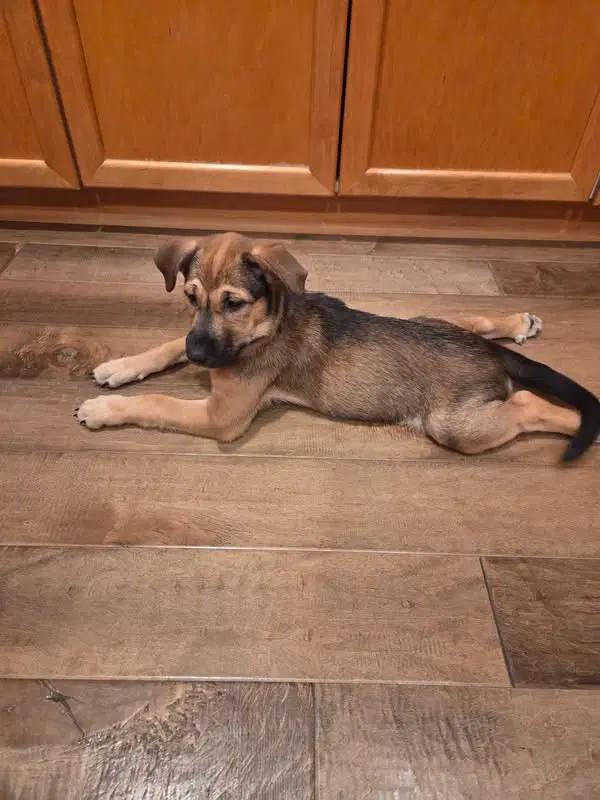 Emmas Cricket - Cattle Dog