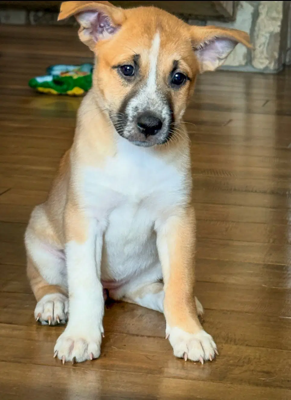 Emmas Mariposa - Cattle Dog