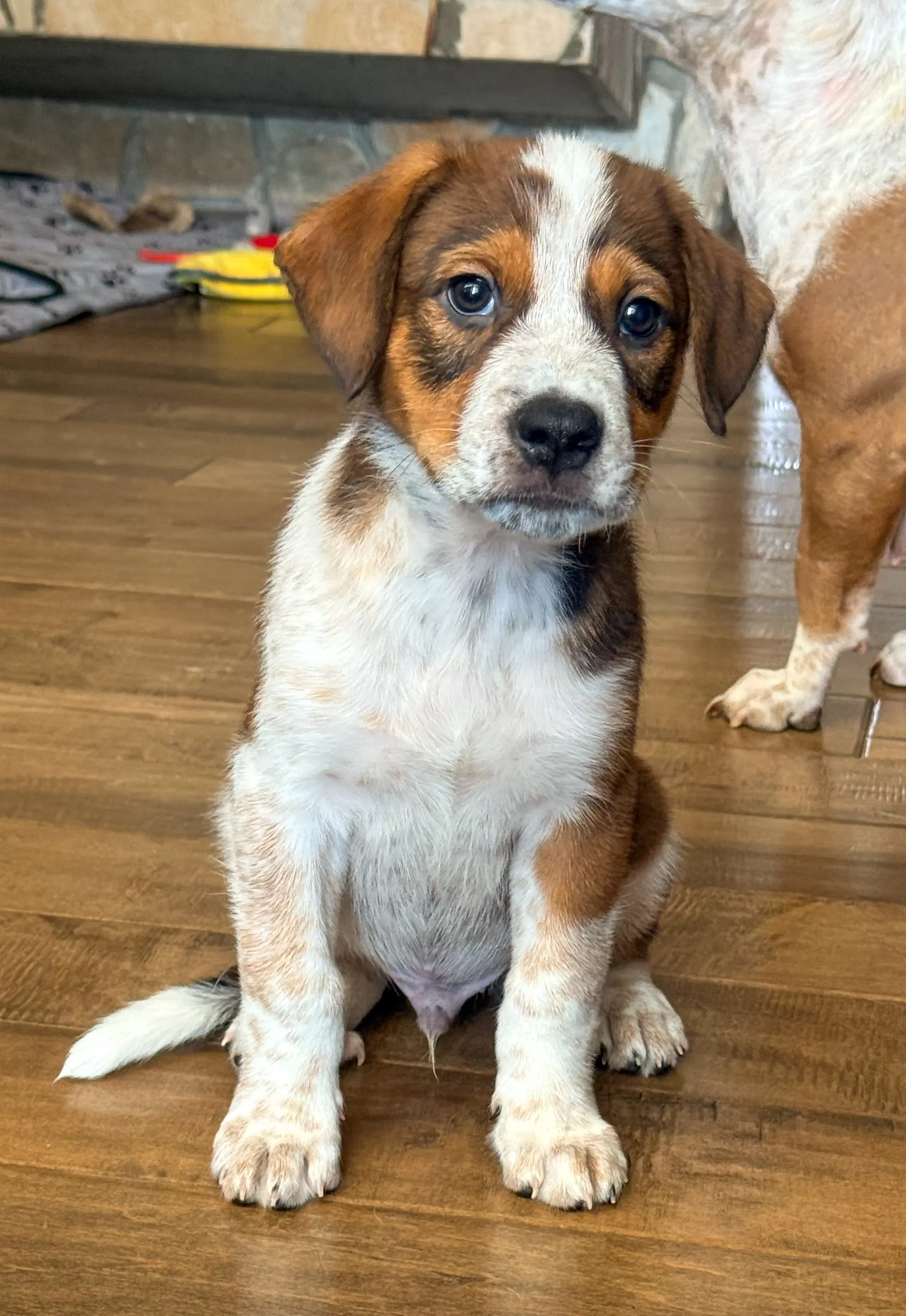 Emmas Dragonfly - Cattle Dog
