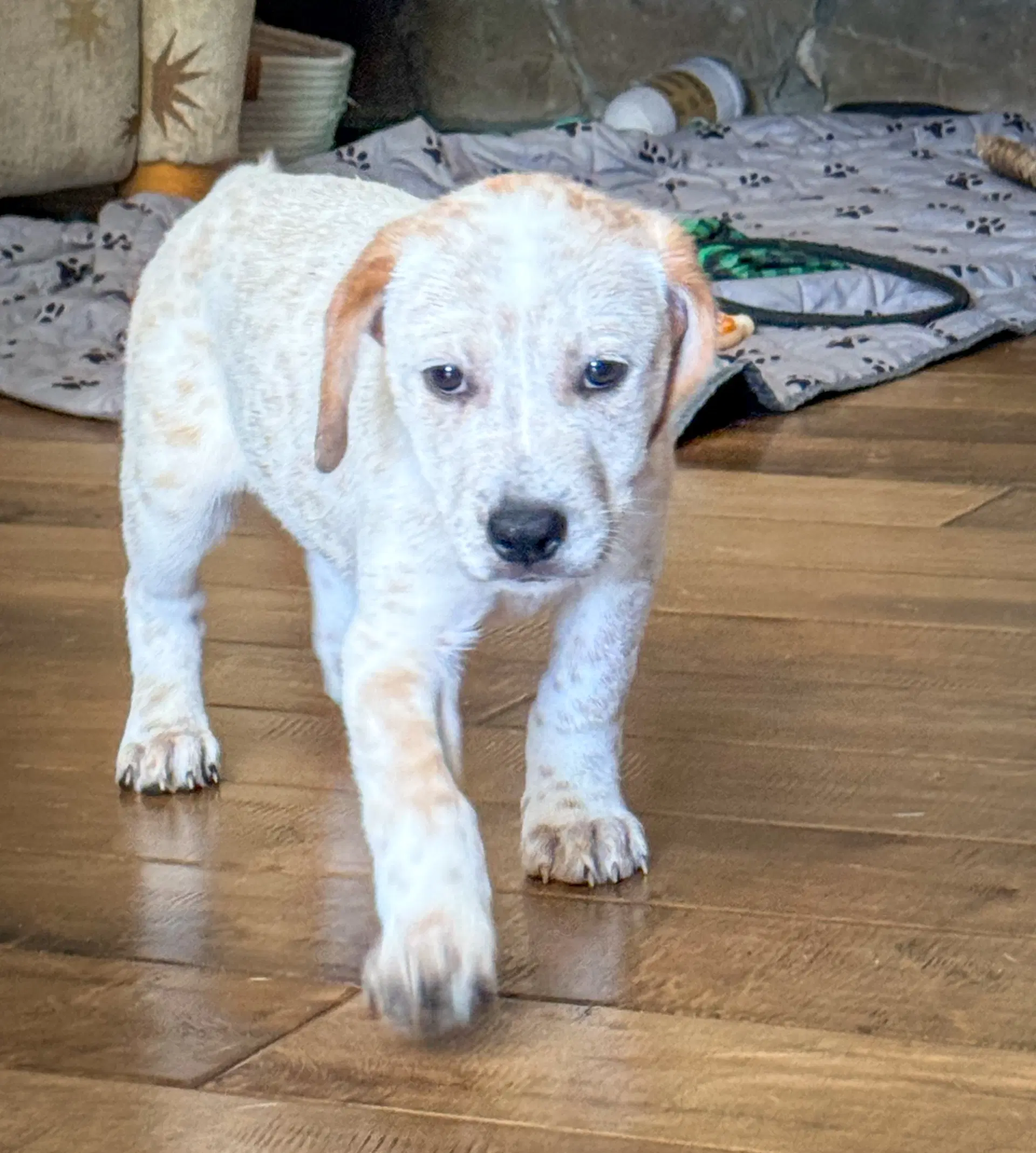 Emmas Firefly - Cattle Dog