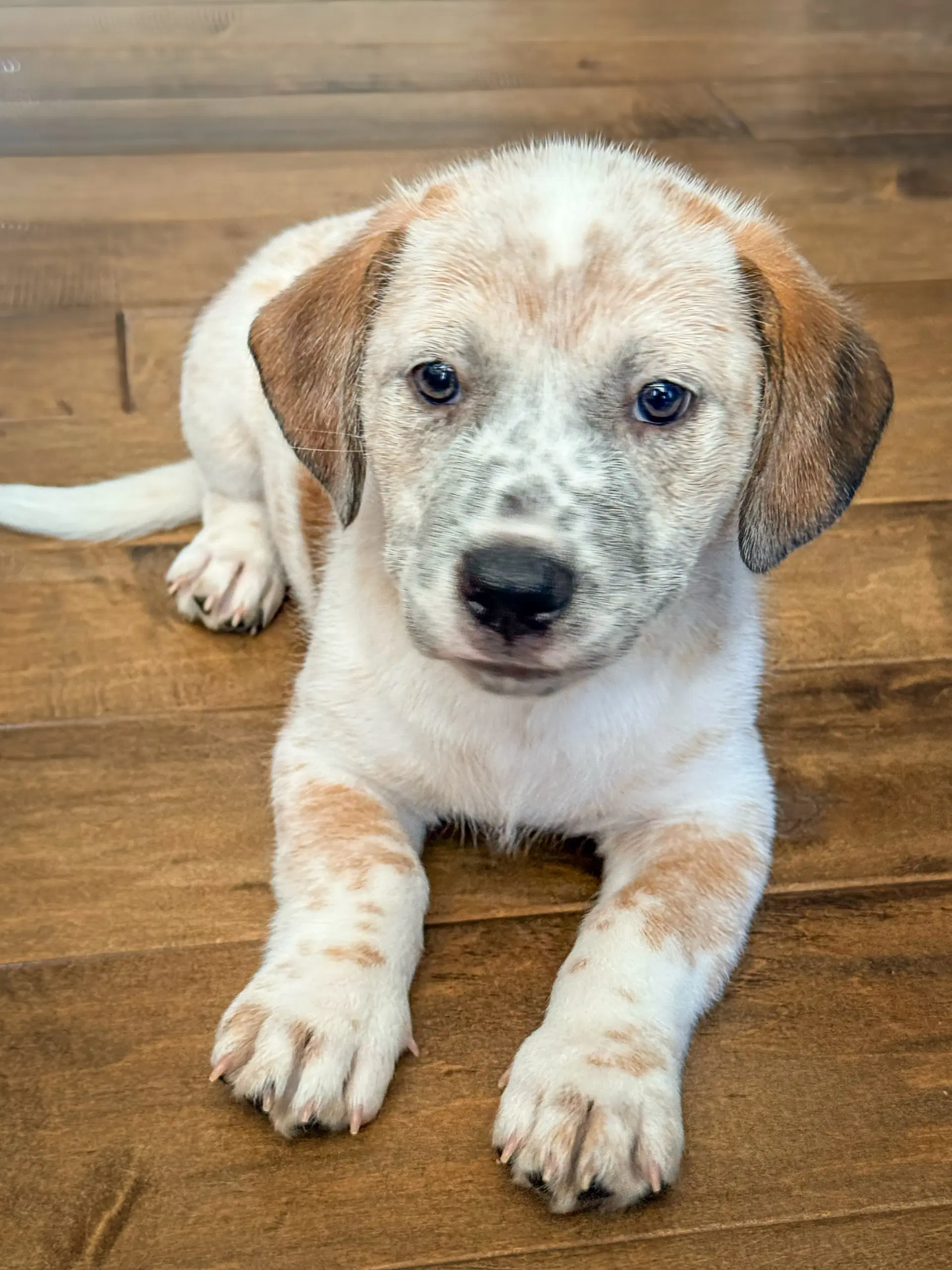Emmas Hopper - Cattle Dog