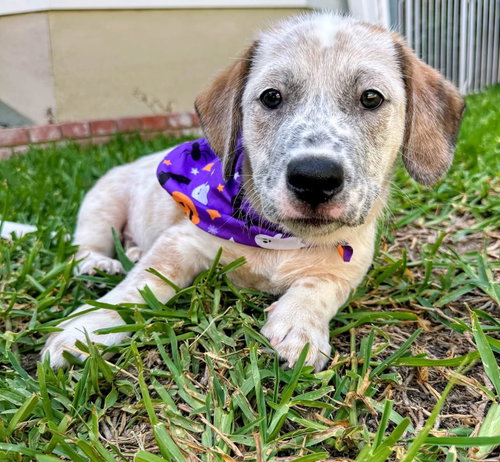Emma’s Hopper, a dog for adoption from Labradors and Friends Dog Rescue Group