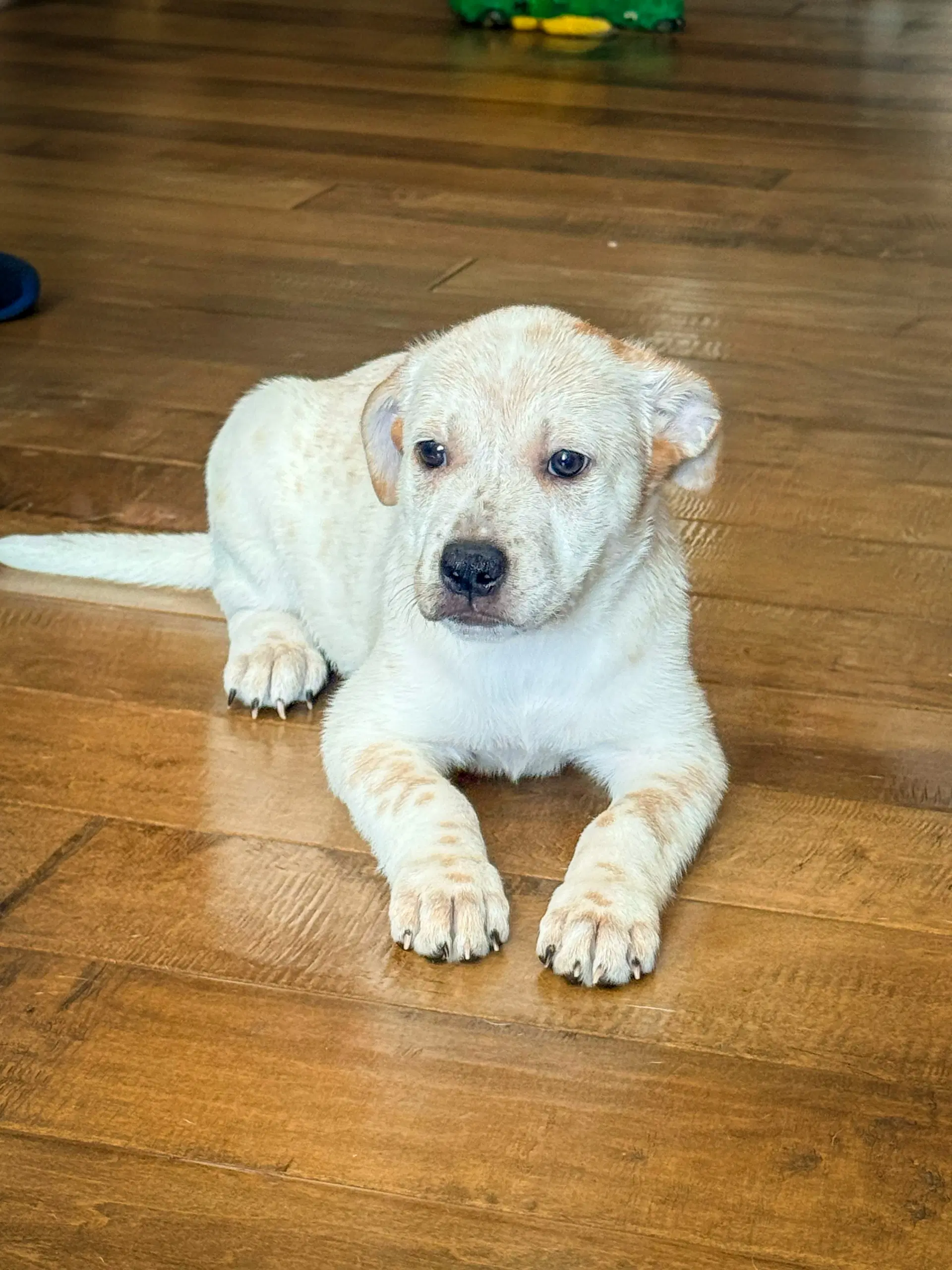 Emmas Junebug - Cattle Dog