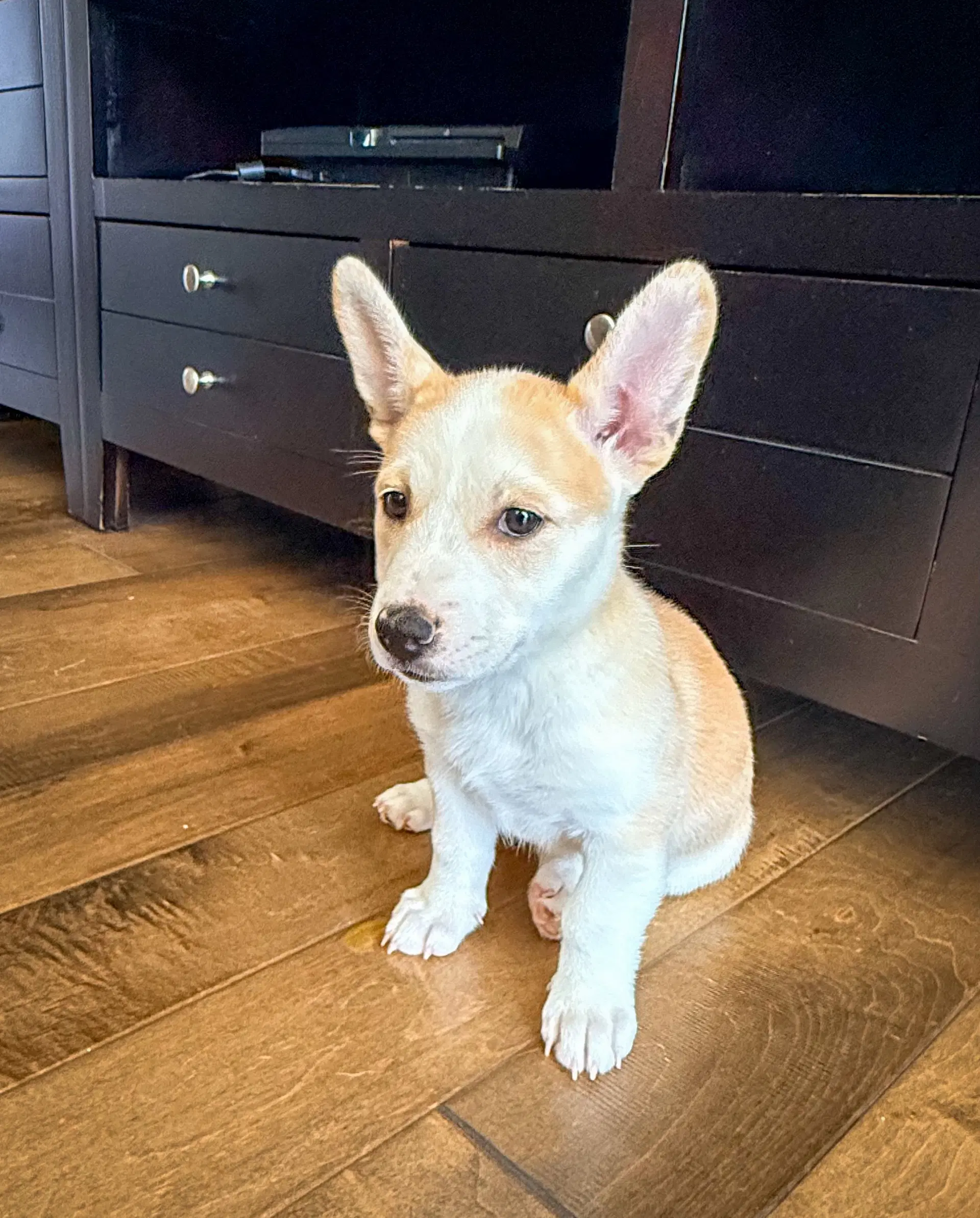 Emmas Honeybee - Cattle Dog