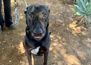 Jack - Labrador Retriever