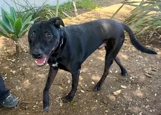Jack image 3