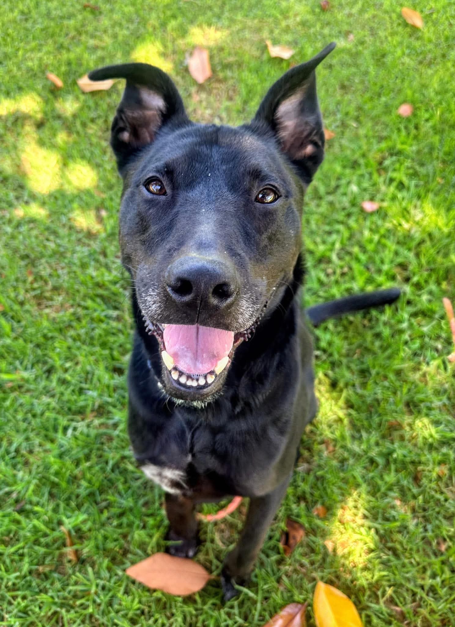Jack