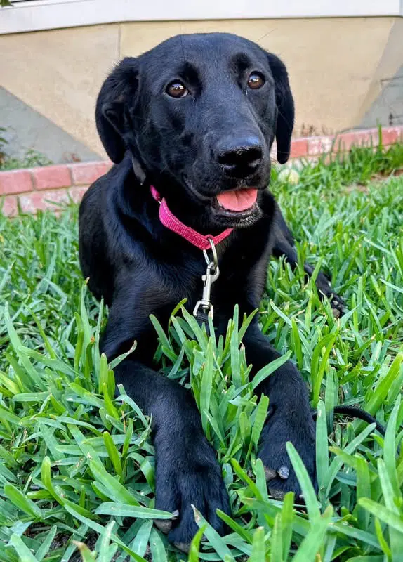 Anabelle - Labrador Retriever