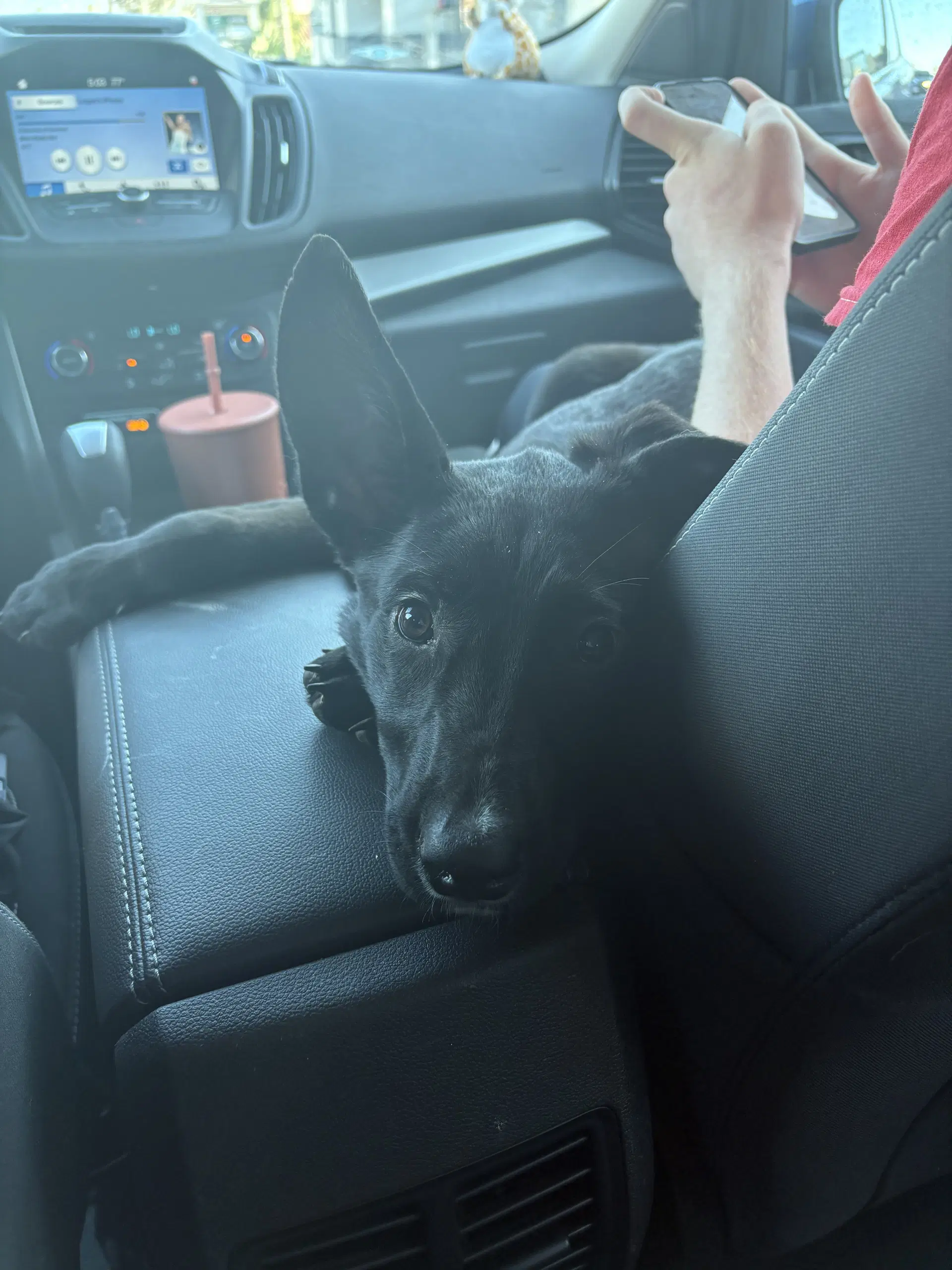 Mimi image 3