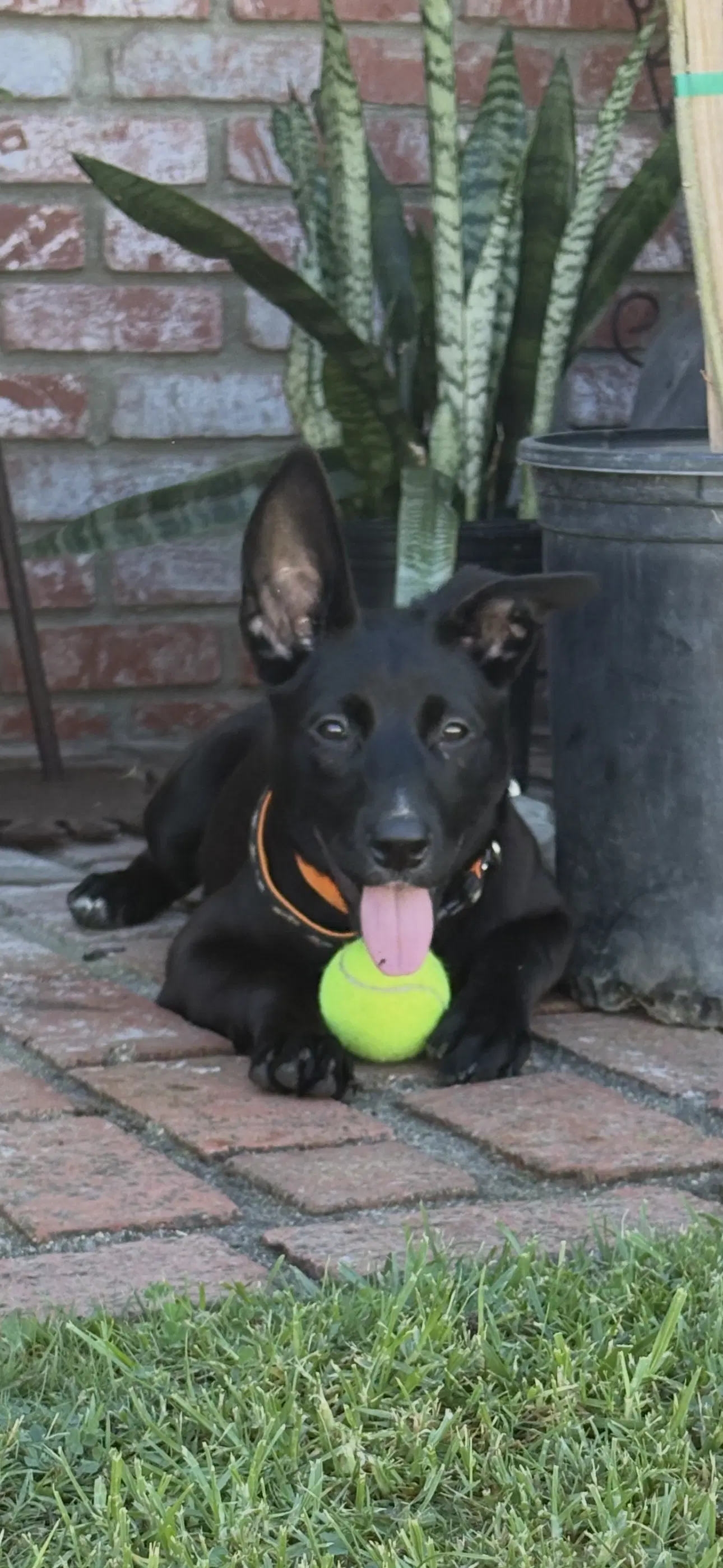 Mimi image 4