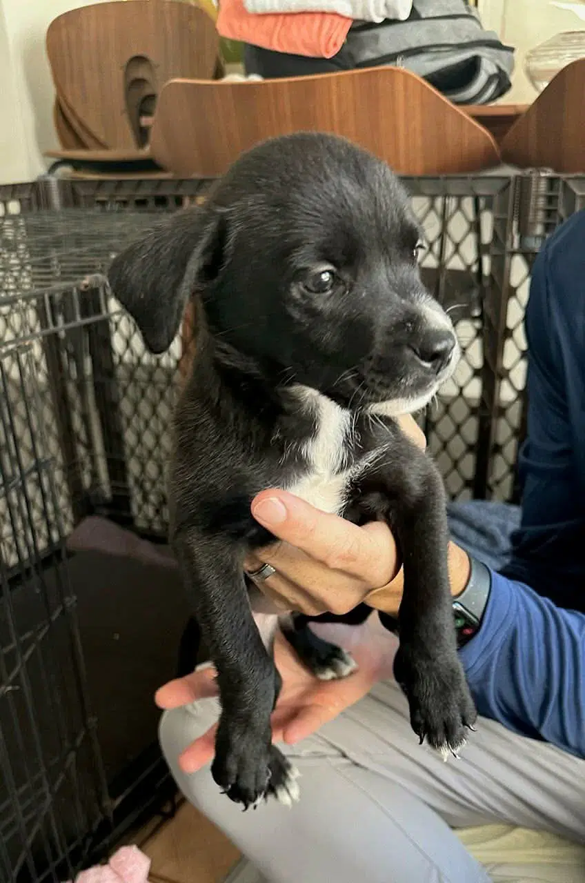 Misty - Labrador Retriever