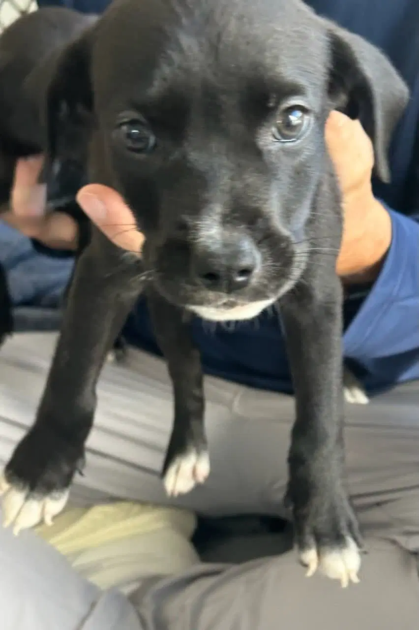 Dew - Labrador Retriever