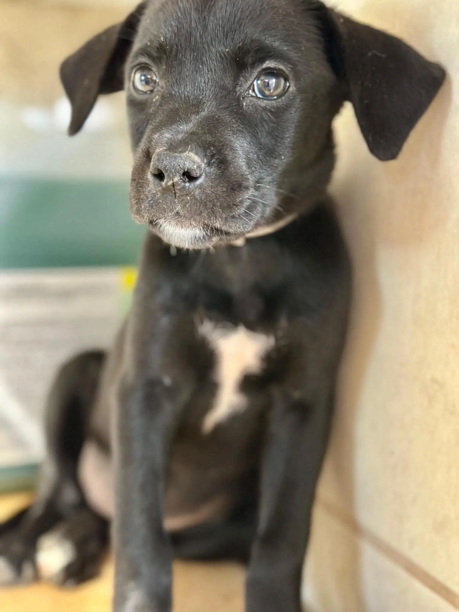 Lightning - Labrador Retriever