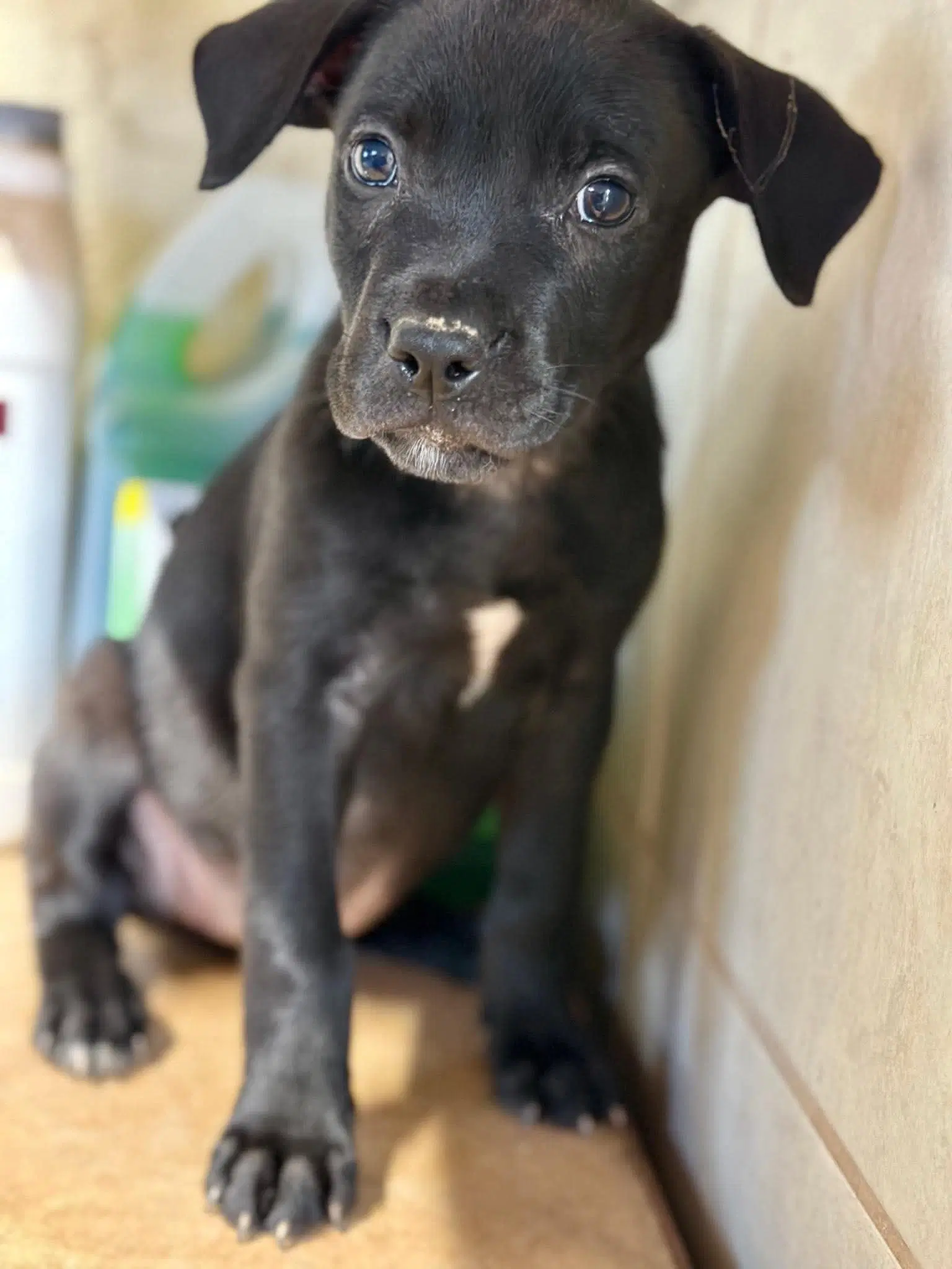 Rain - Labrador Retriever